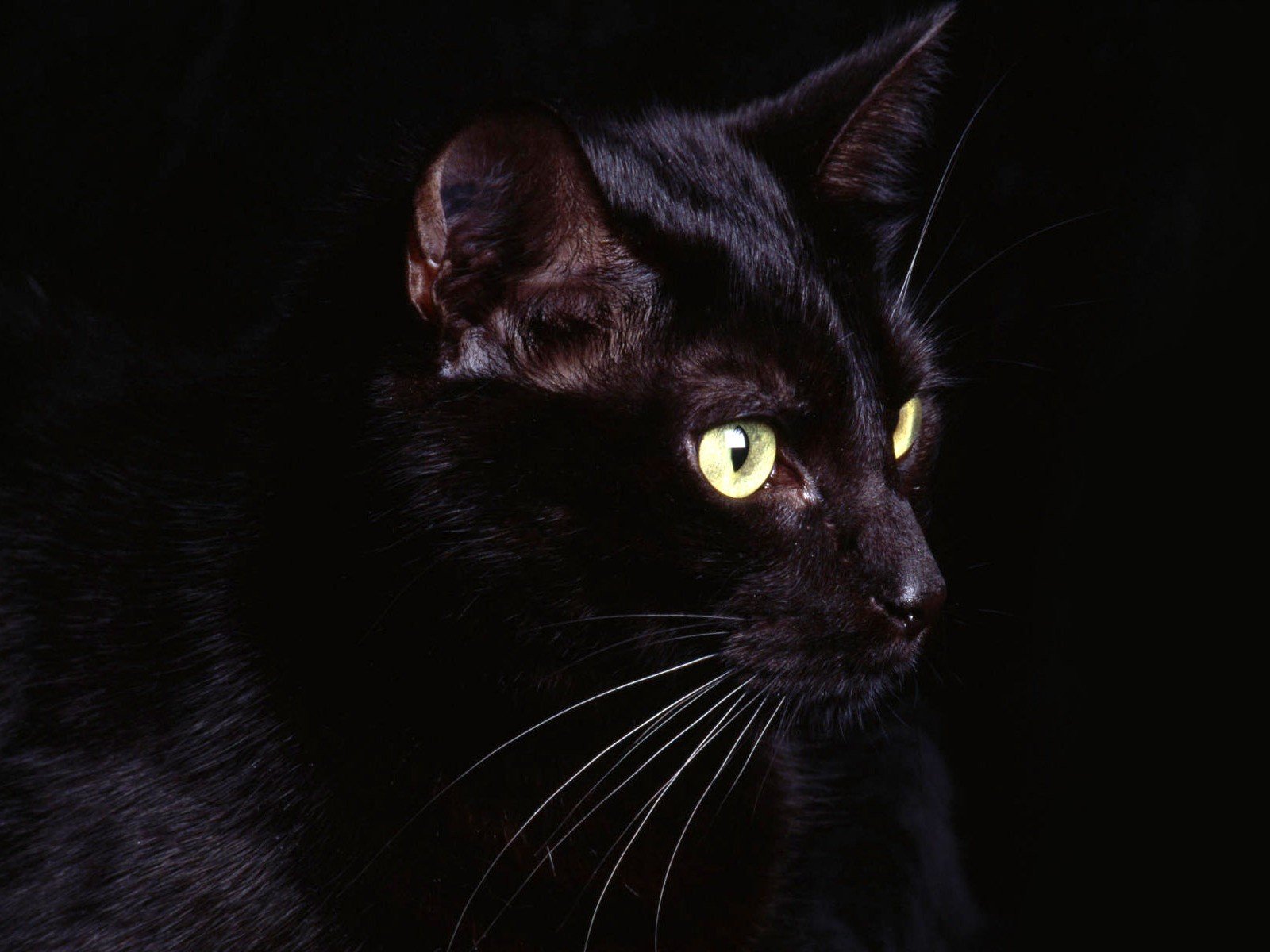 negro gato