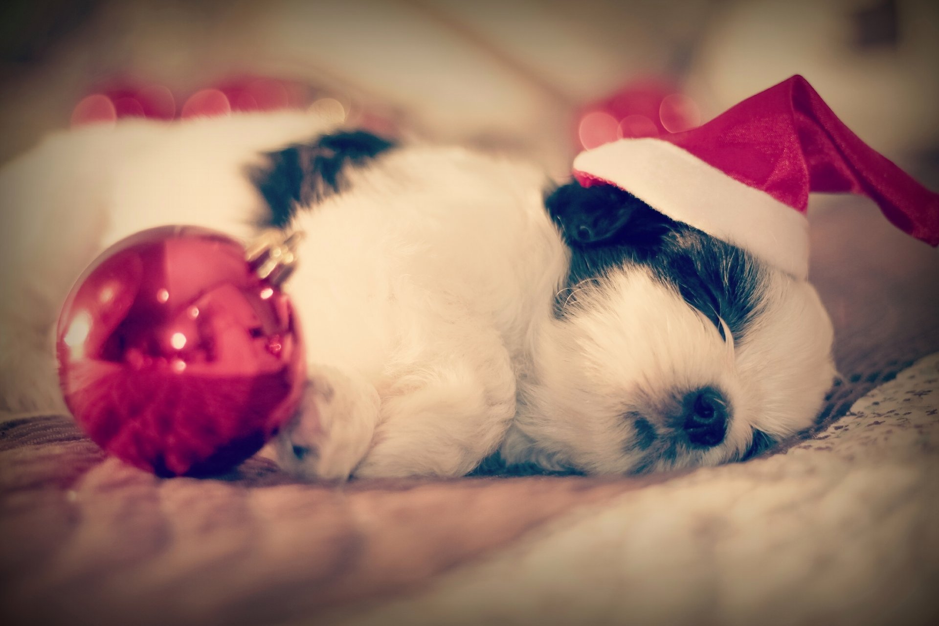 shih tzu chien chiot dormir sommeil chapeau boule enfant