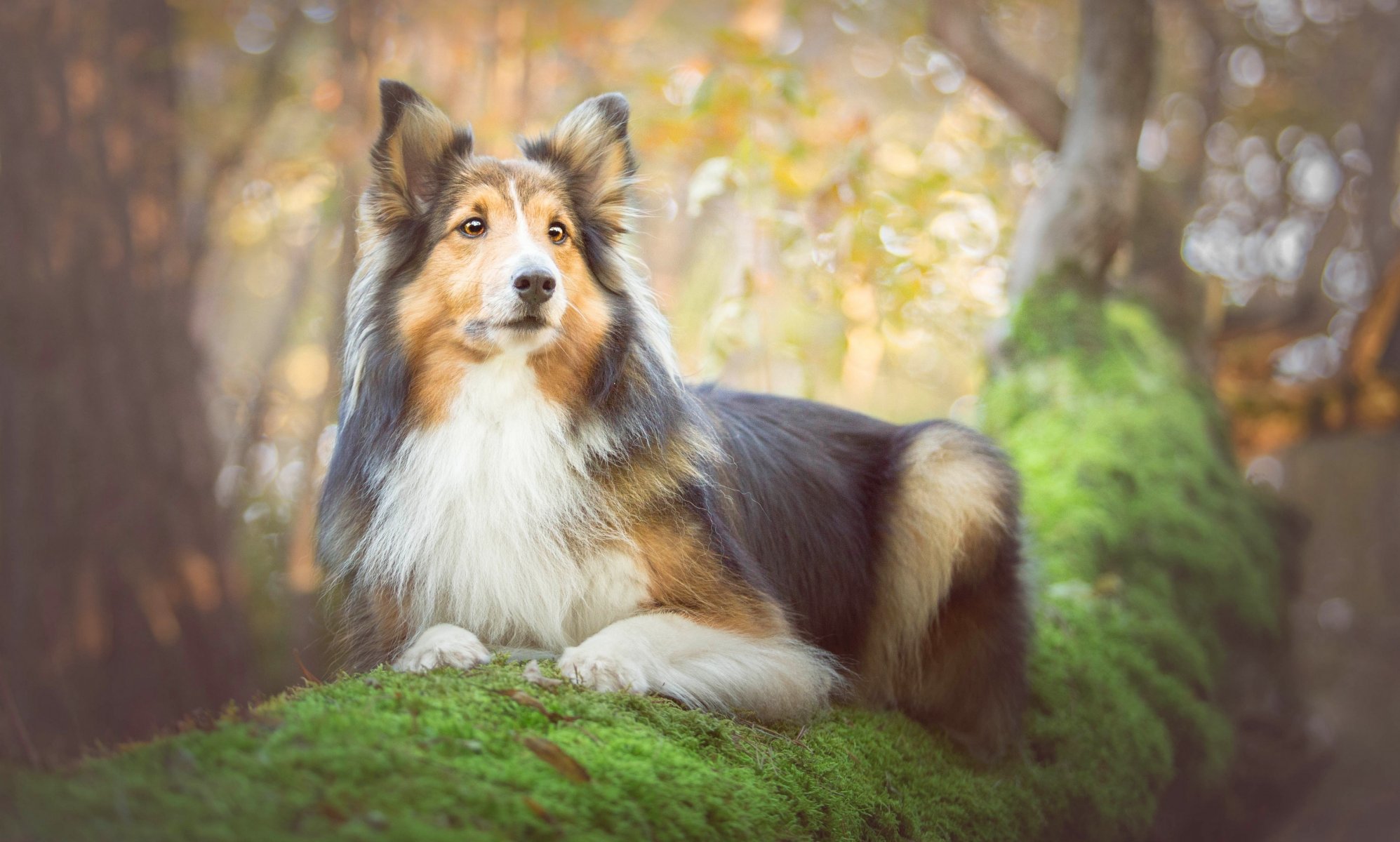 collie dog tree moss portrait