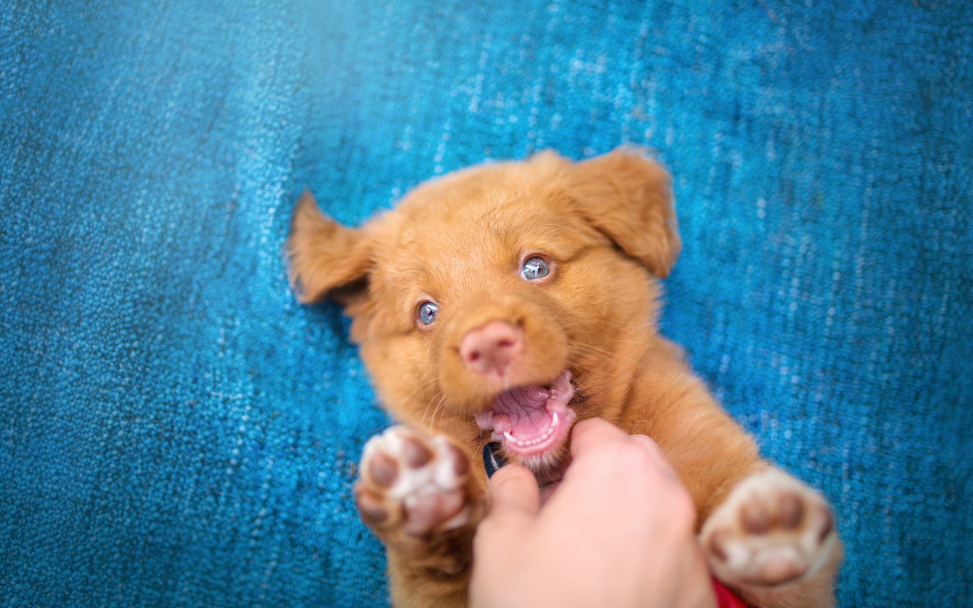 novoshotland retriever cane cucciolo gioia umore