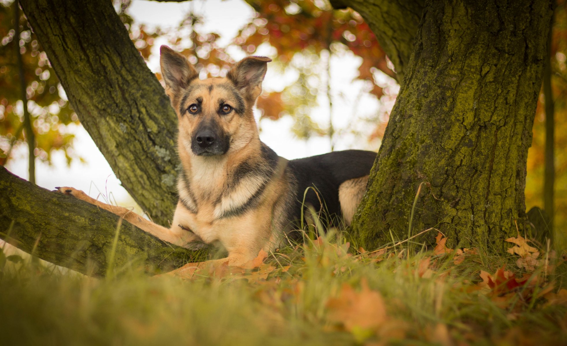 pastor alemán perro pastor perro mirada hojas árbol