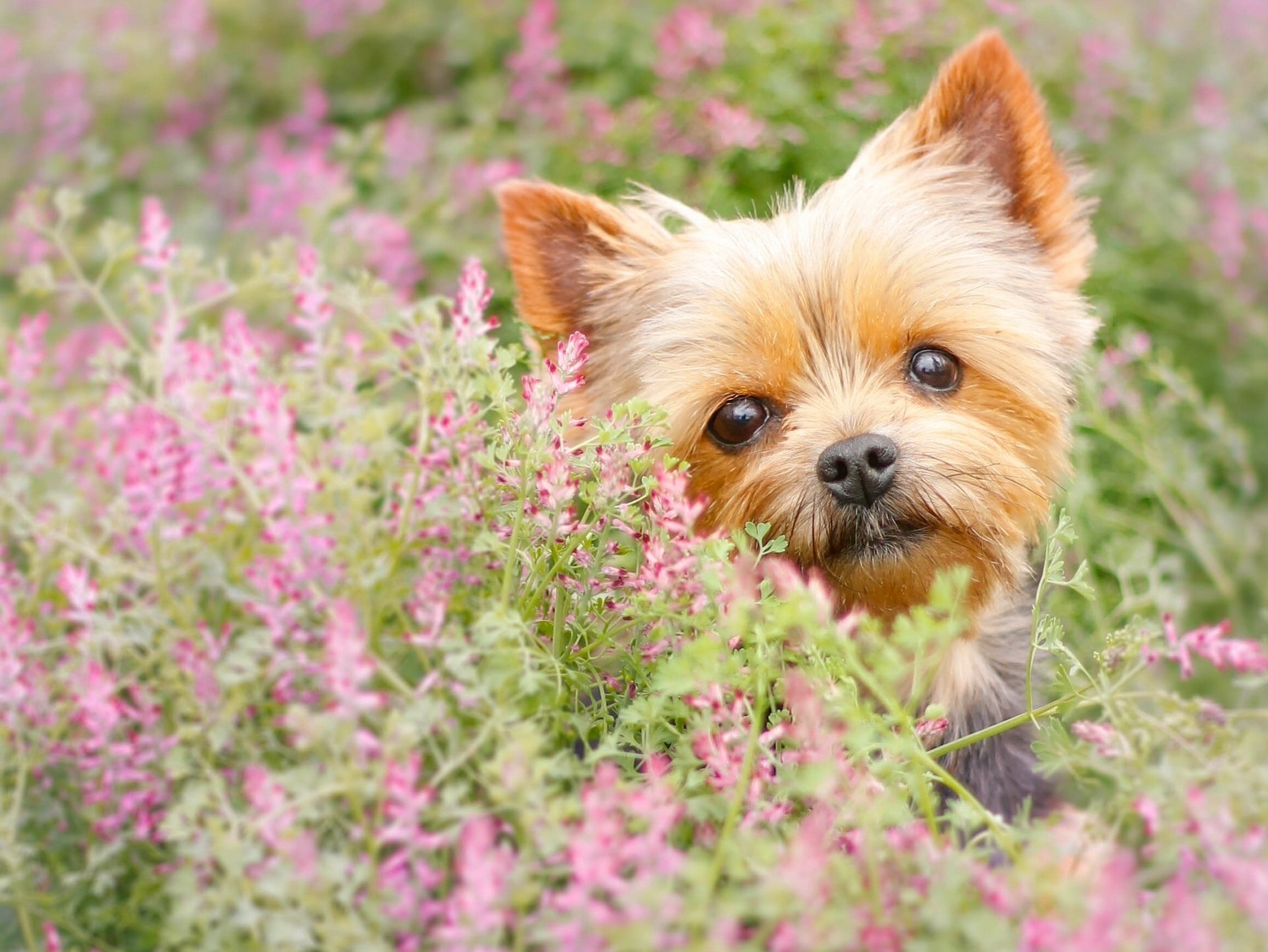 yorkshire terrier york chien museau vue fleurs