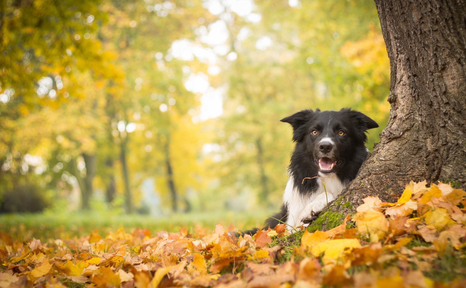 dog tree autumn leave