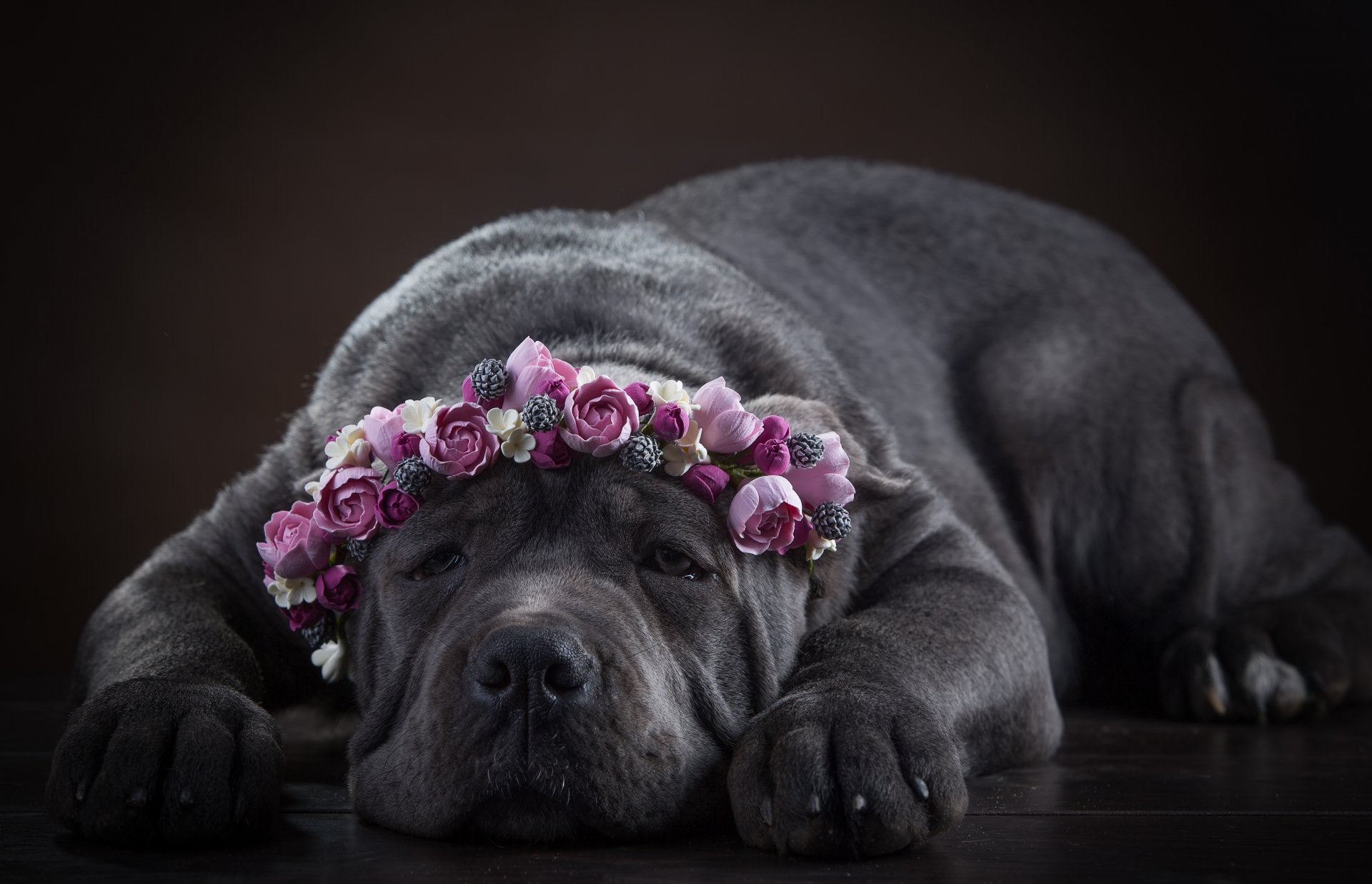 cane corso chien museau couronne fleurs