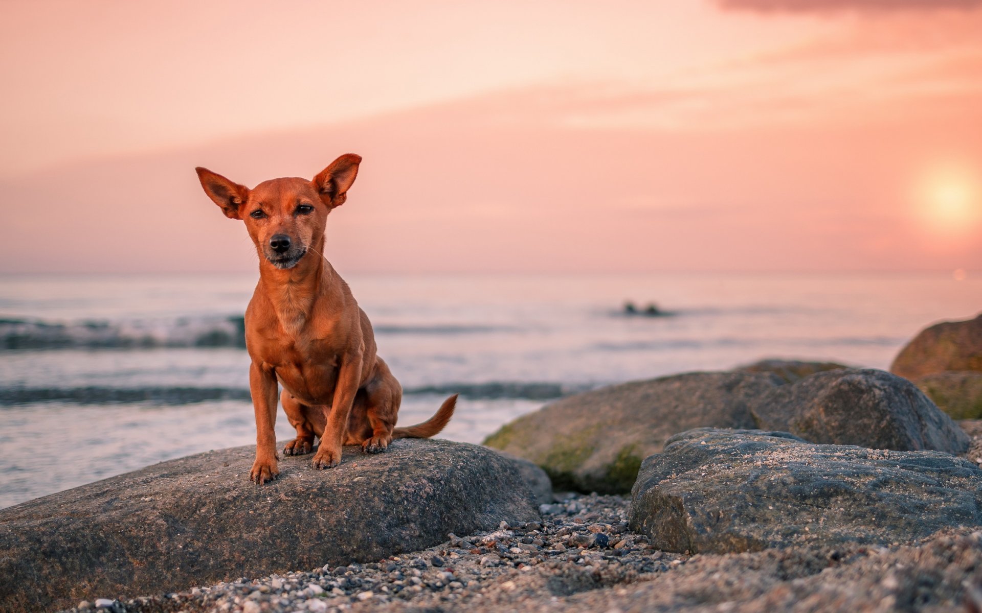 chien vue ami mer coucher de soleil