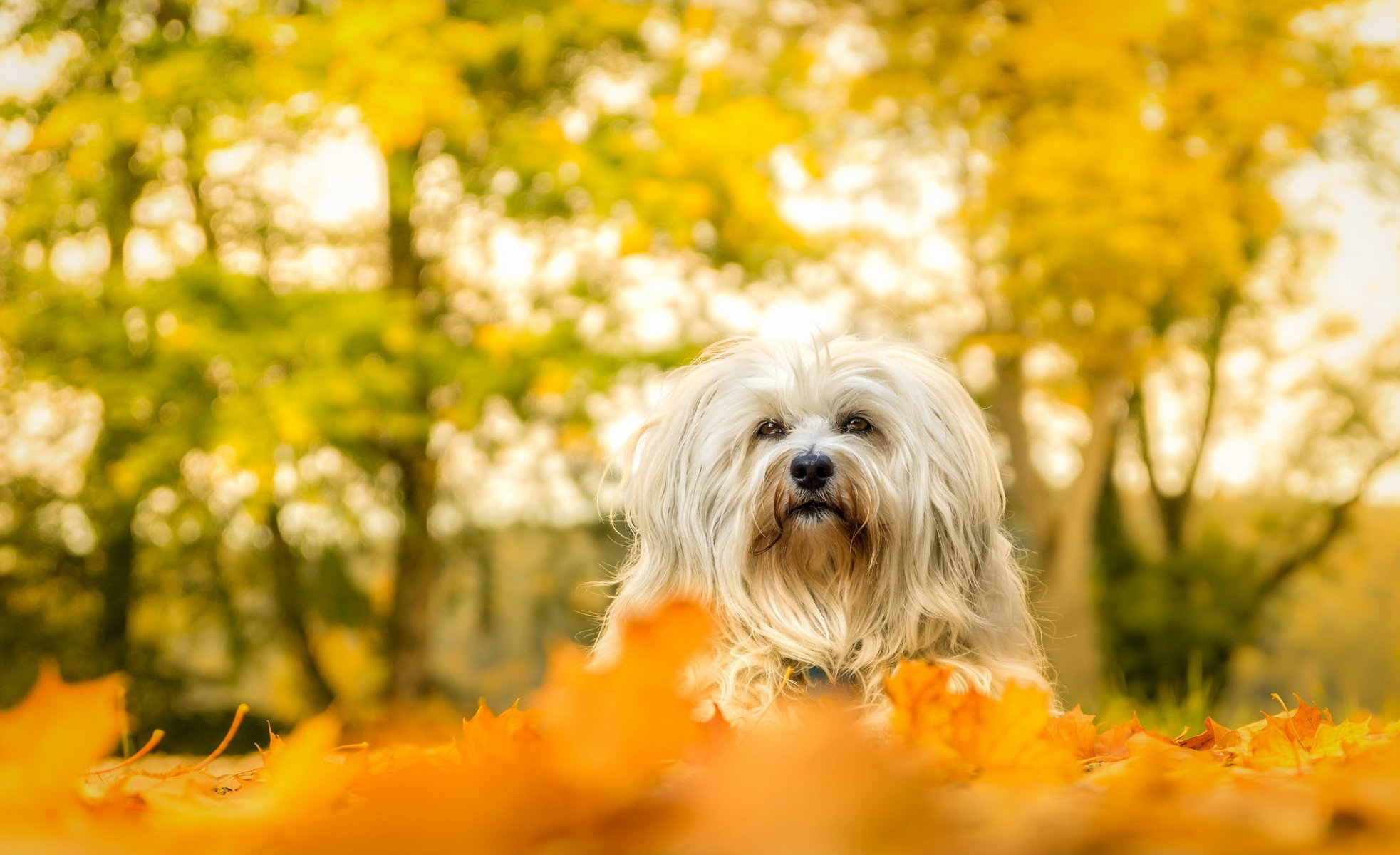 cane sguardo amico autunno