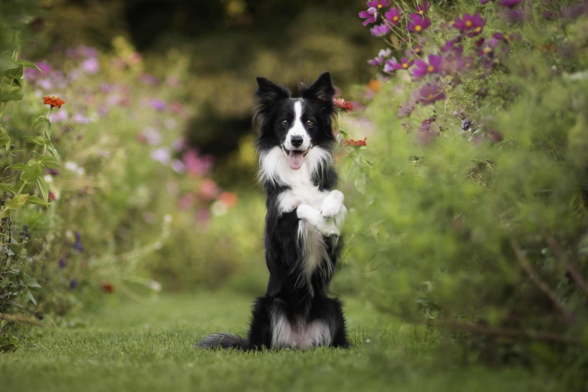 border collie hund stehen stimmung blumen kosmea