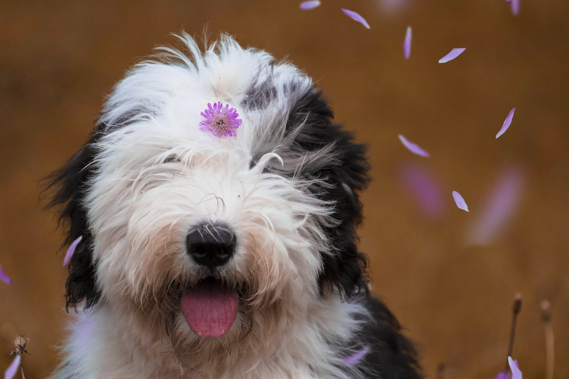 bobtail vieux berger anglais chien museau fleur pétales