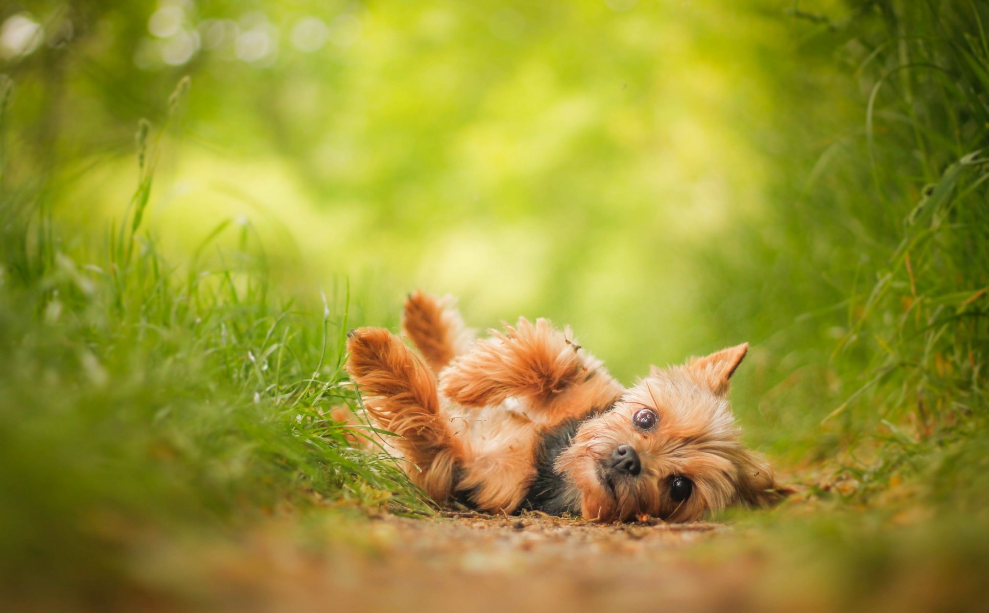 yorkshire terrier york hund blick