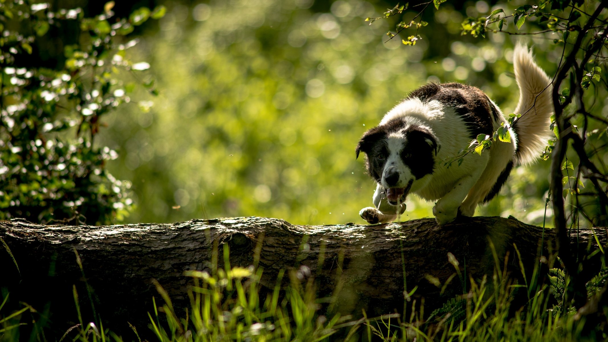 border collie perro tronco