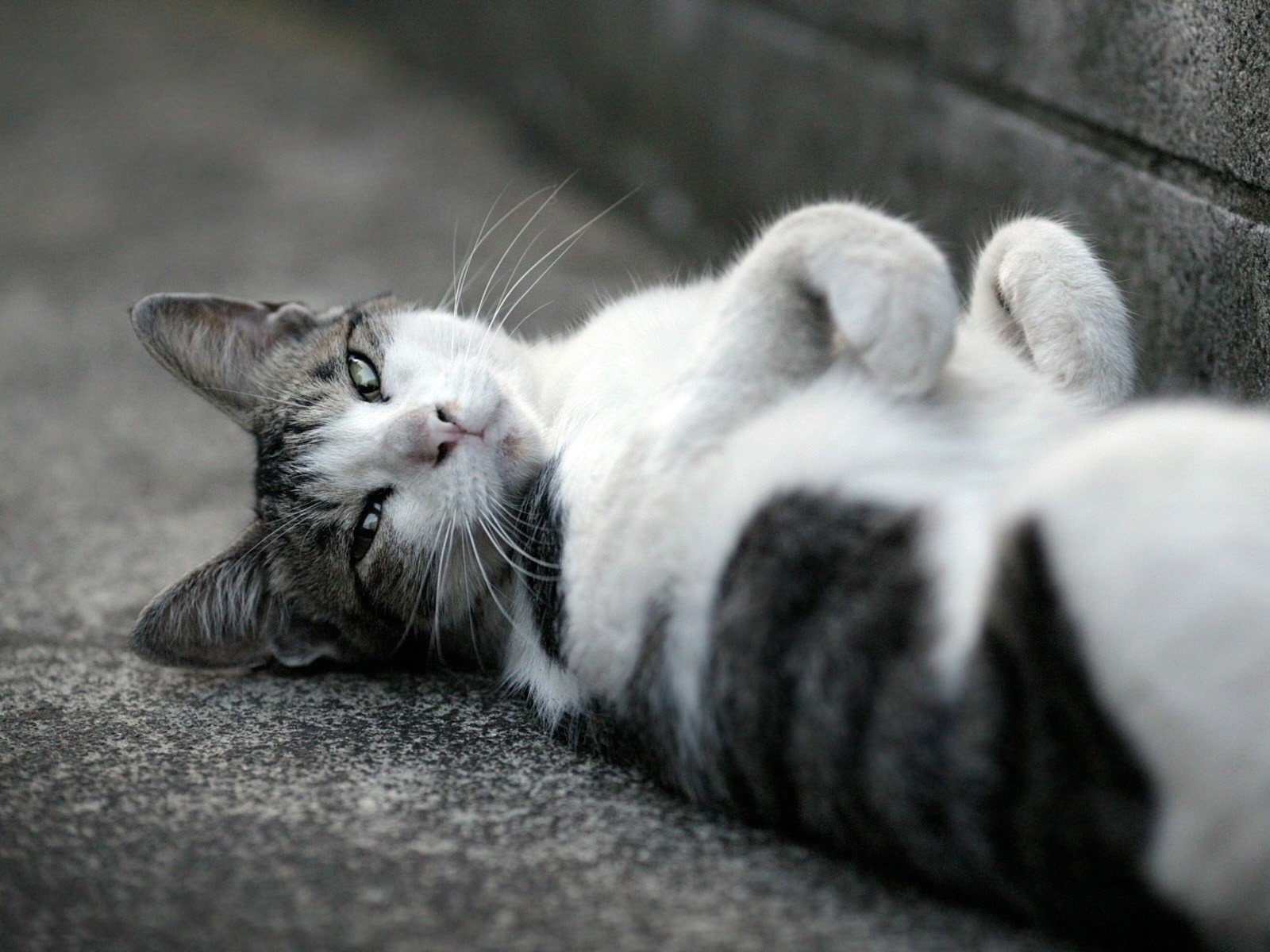 cat asphalt face