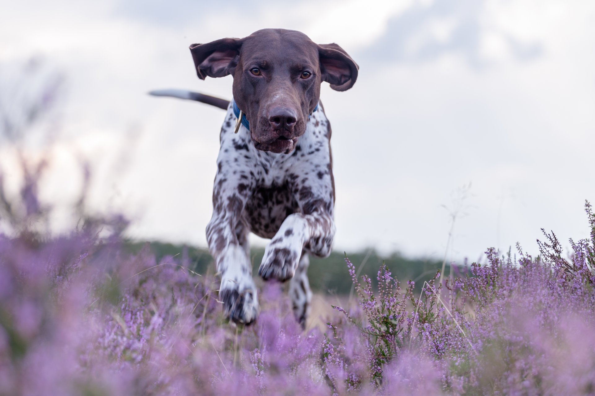 kurzhaar allemand poynter allemand à poil court chien marcher courir bruyère prairie