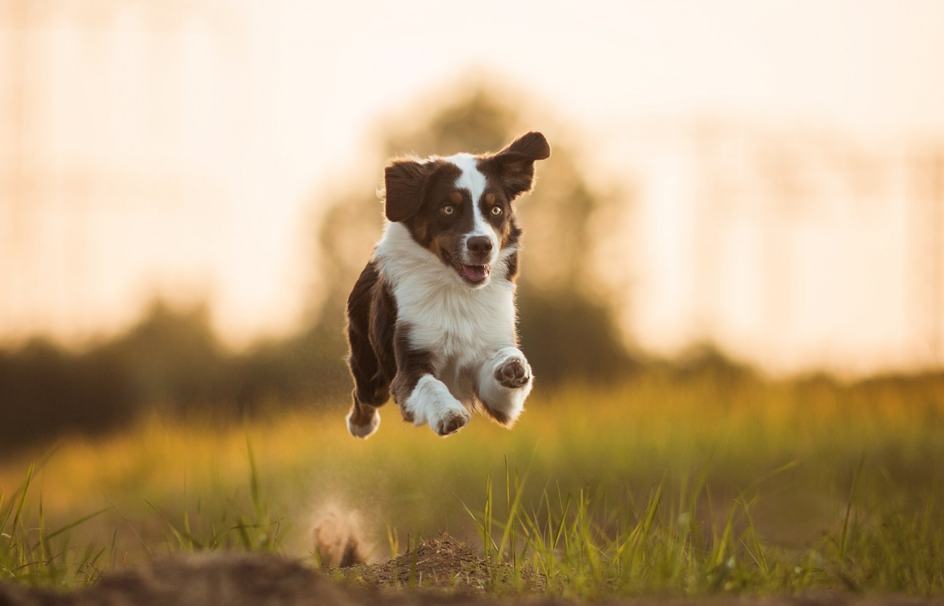 pastor australiano aussie perro correr estado de ánimo