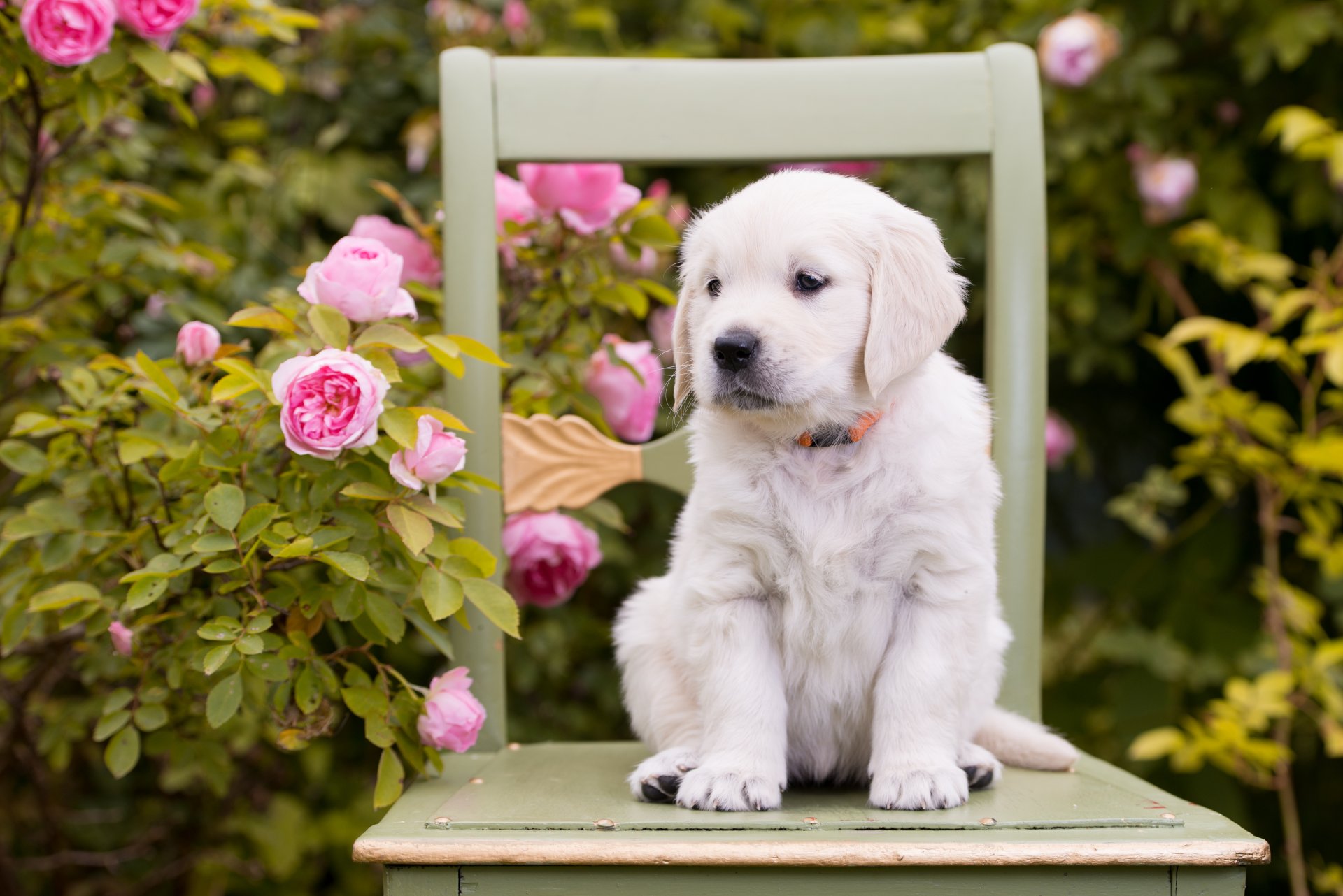 perro cachorro flores rosas silla