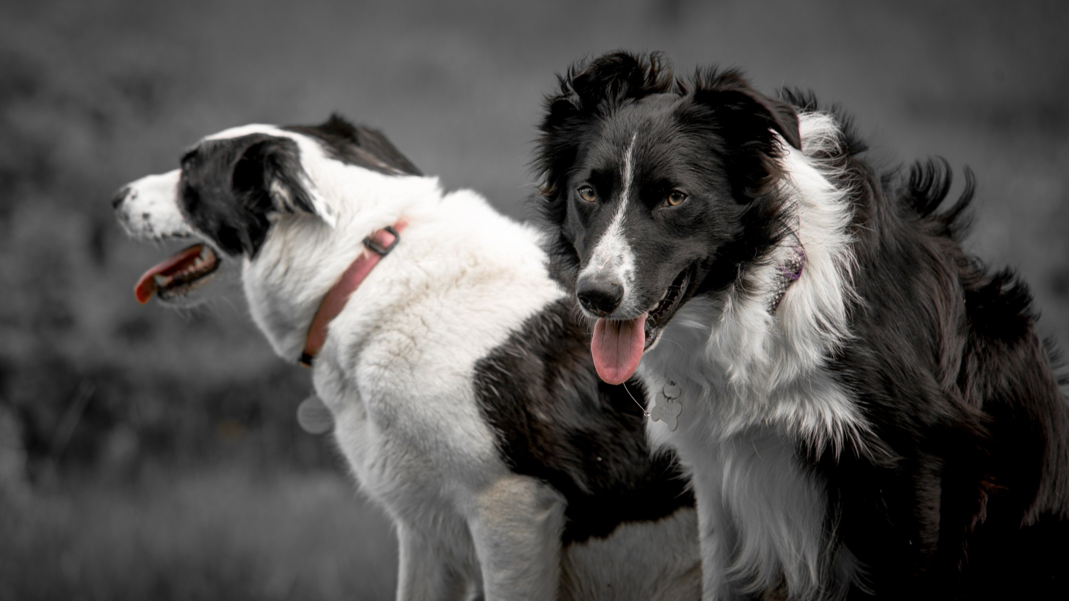 border collie cani vista lingua collare