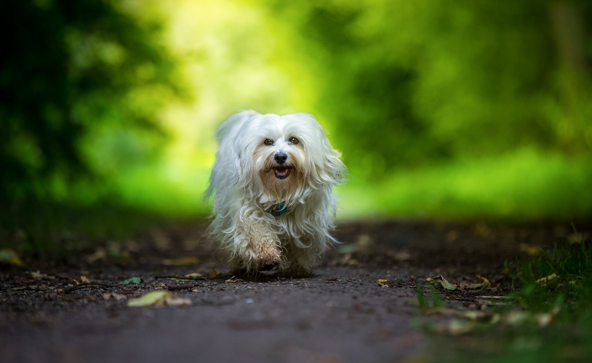 hawański bichon pies spacer