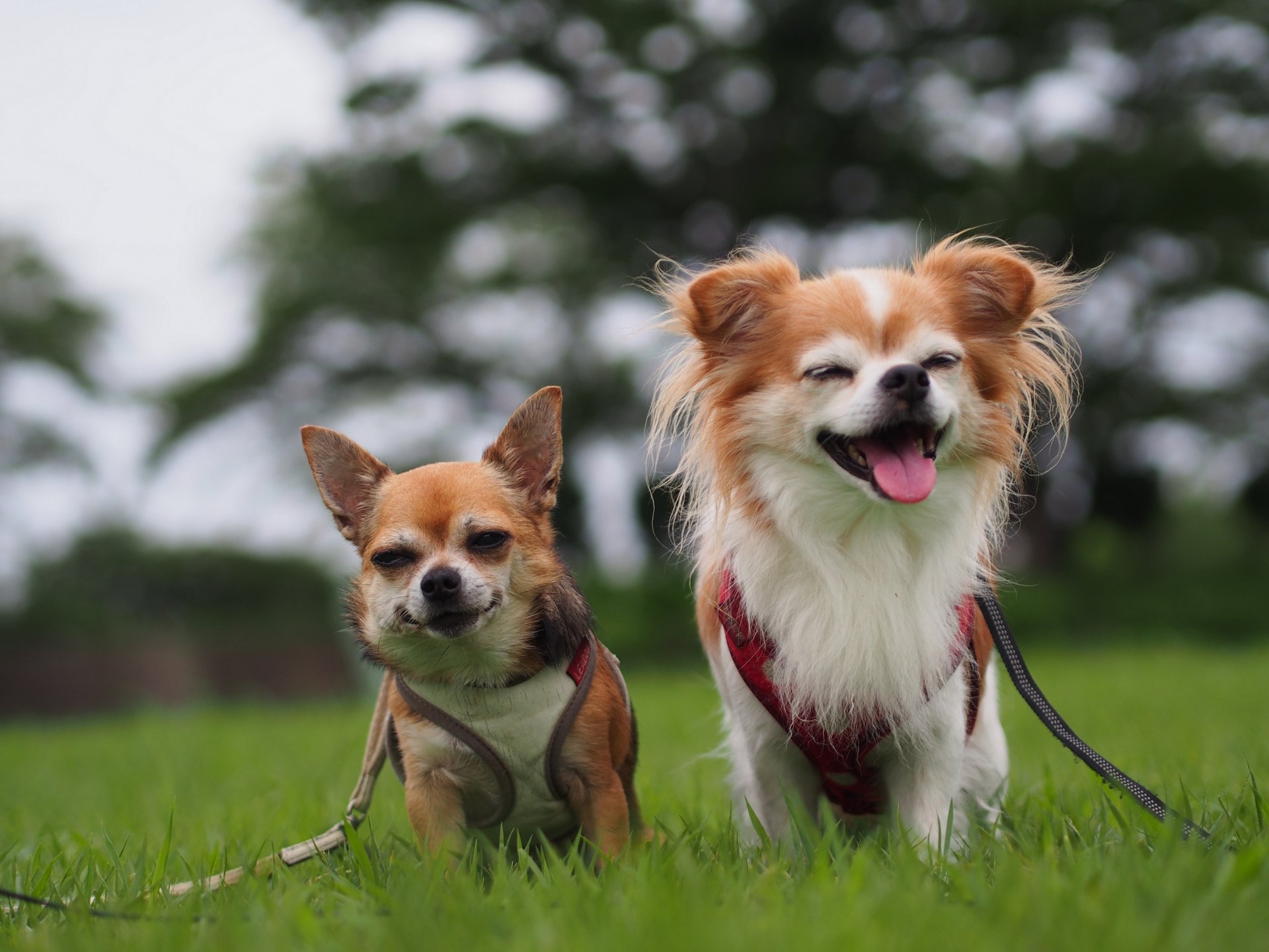 chihuahua hunde paar freude stimmung