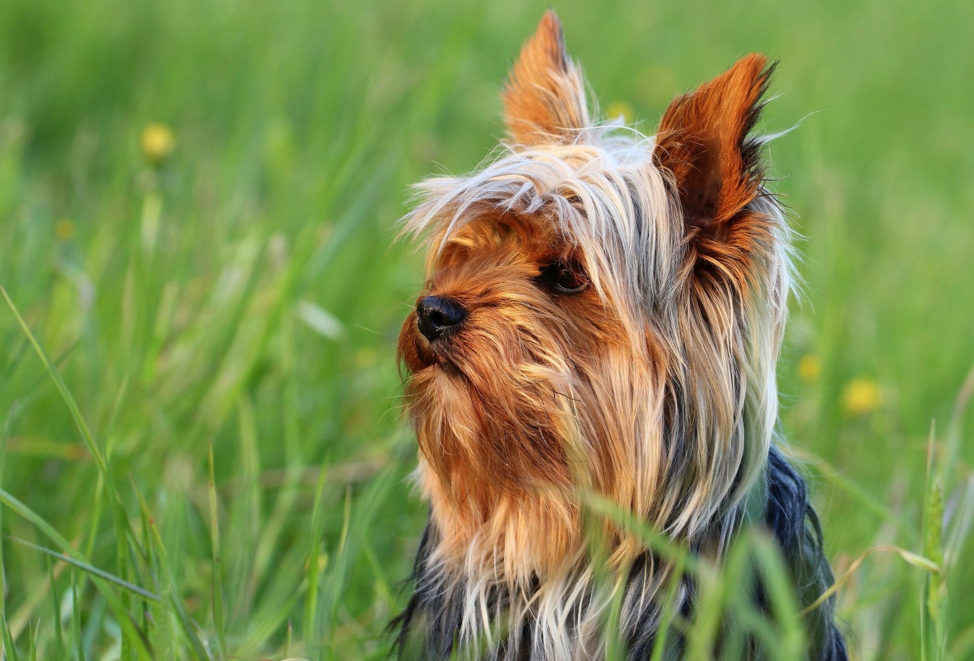 yorkshire terrier york chien museau herbe