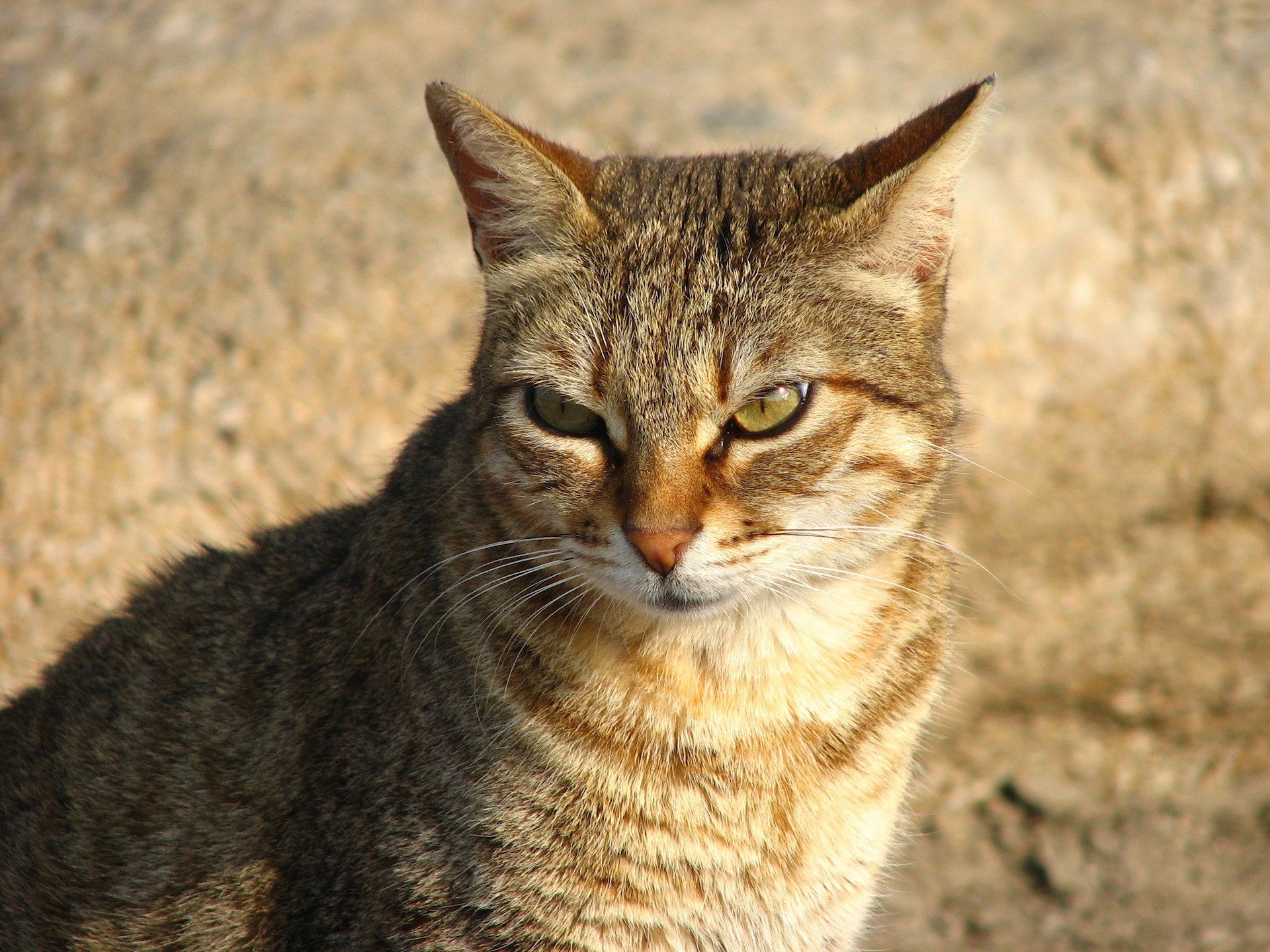 chat roux regard