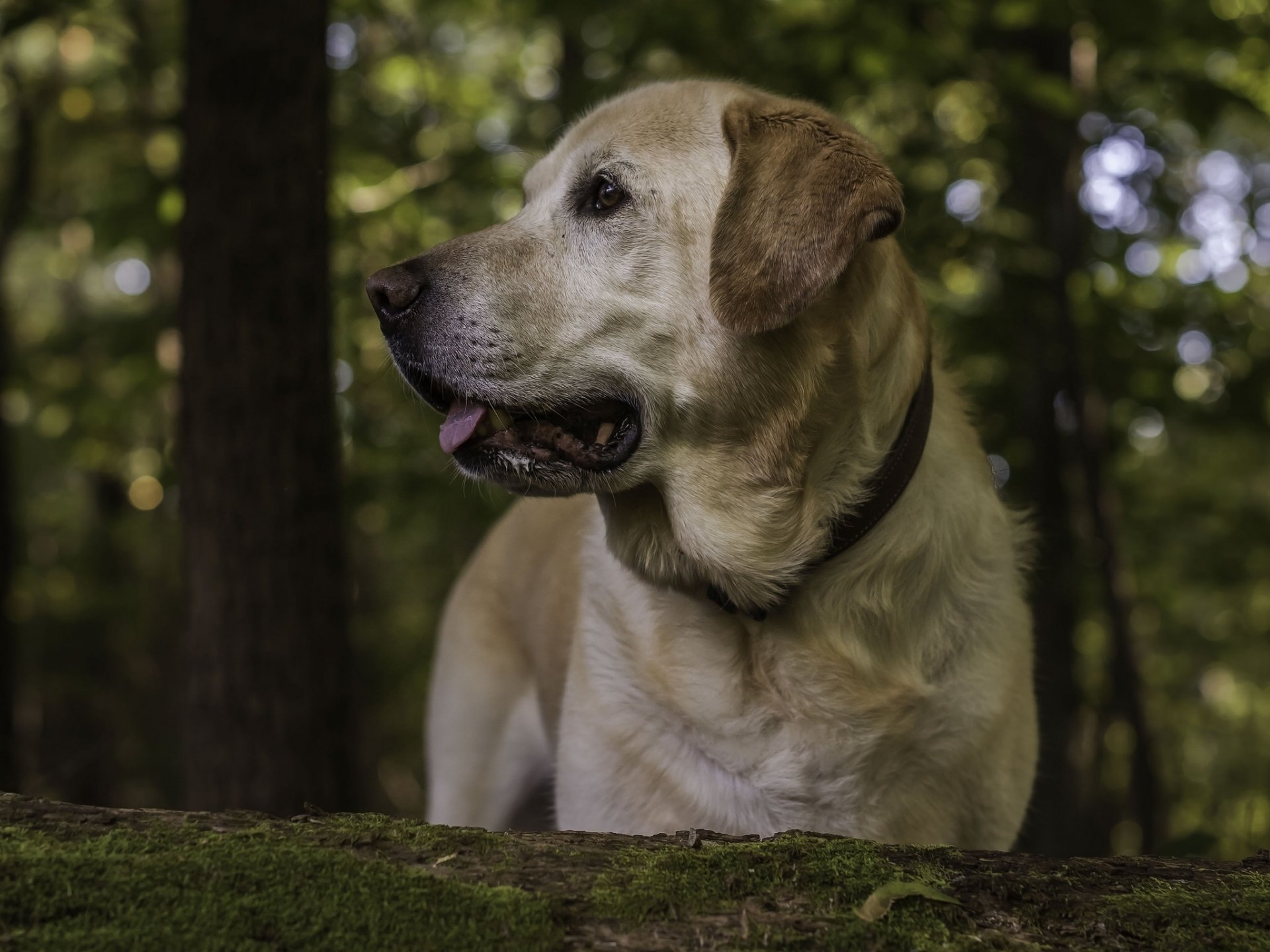 labrador retriever cane