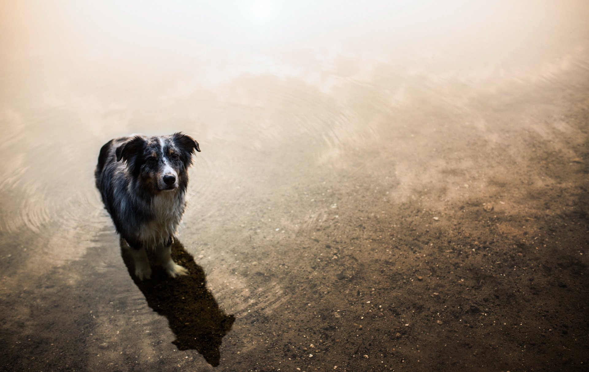 perro mirada amigo