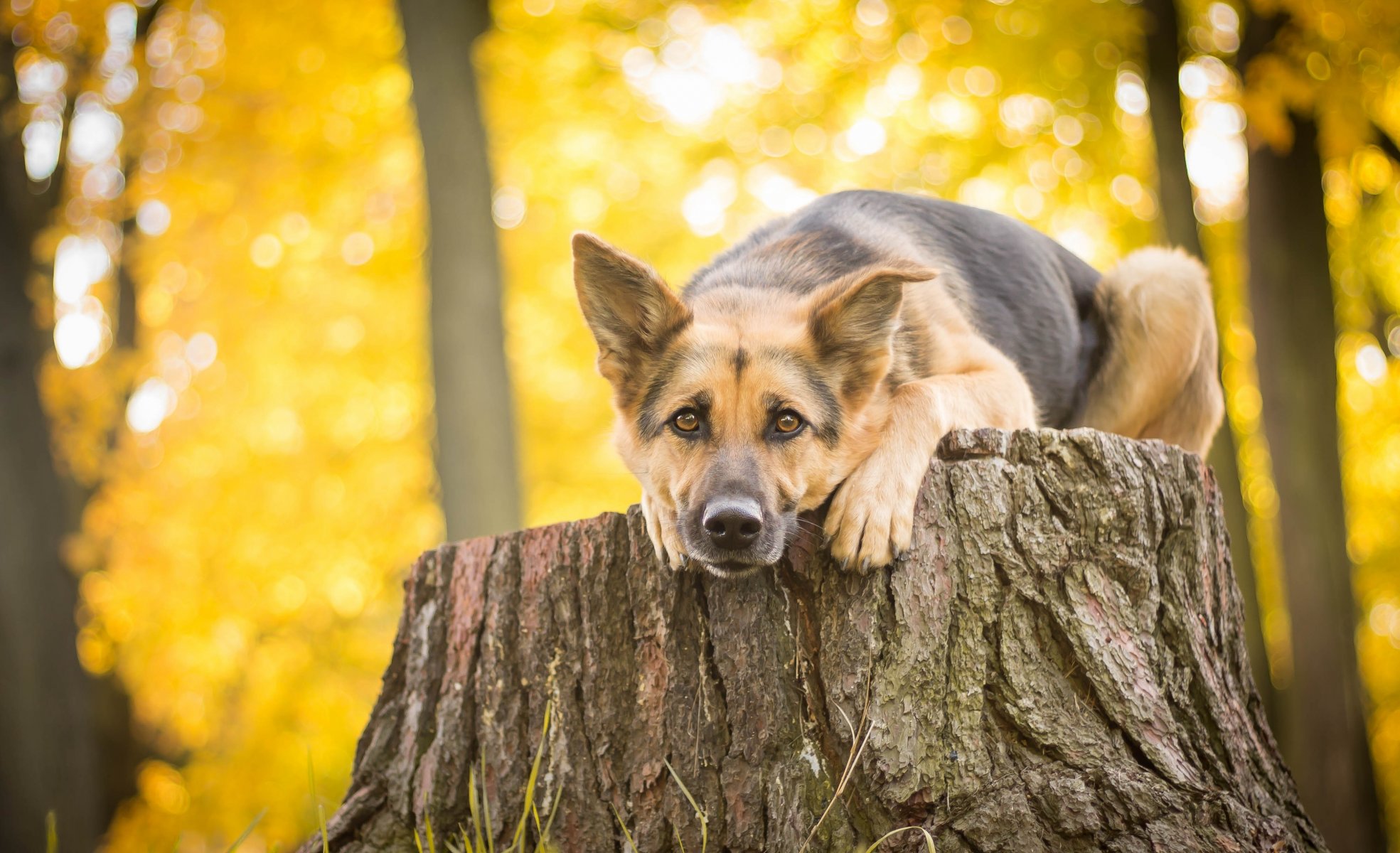 deutscher schäferhund schäferhund hund blick stumpf