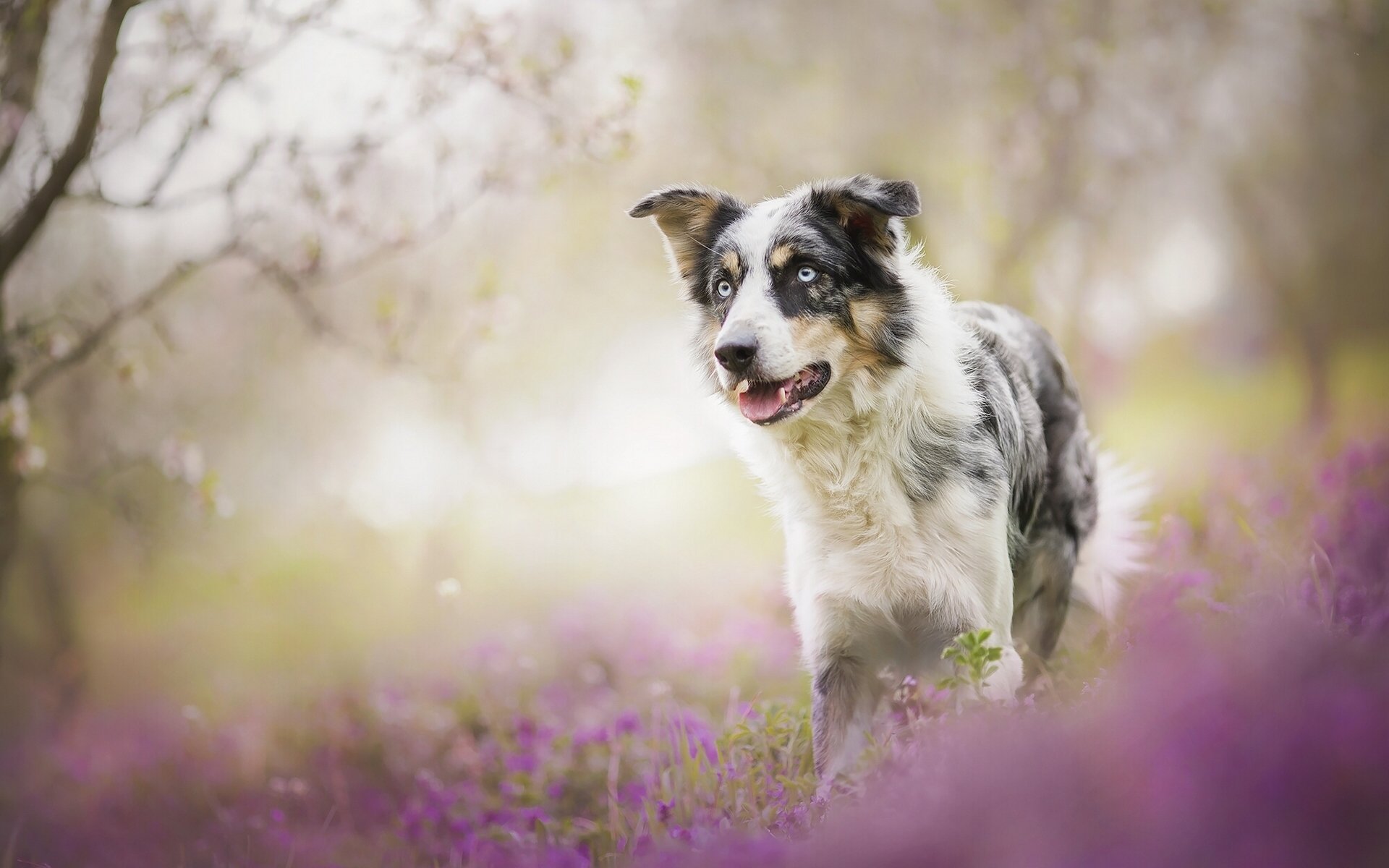 border collie cane fiori bokeh