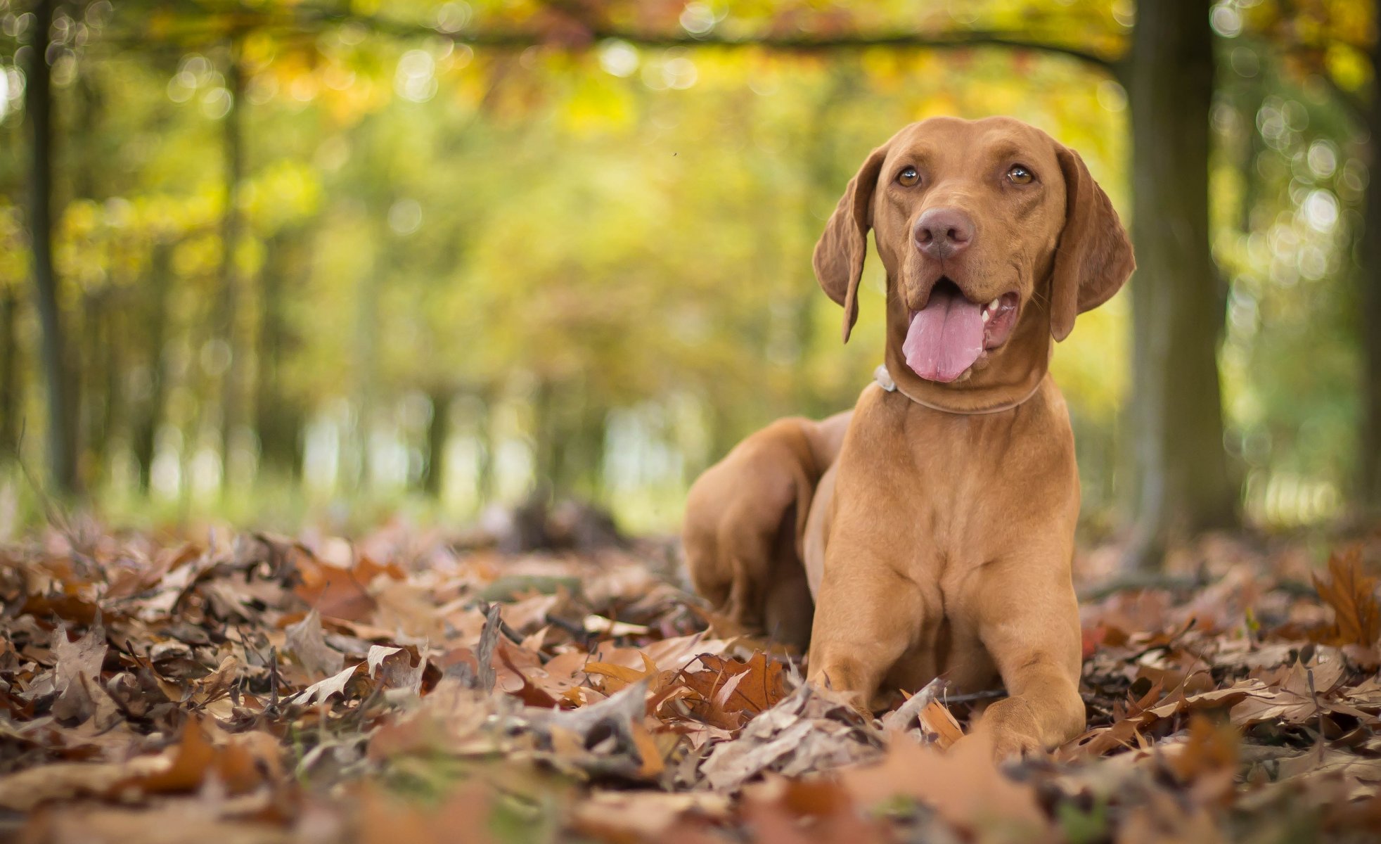 ungarische gequetscht hund blätter herbst bokeh