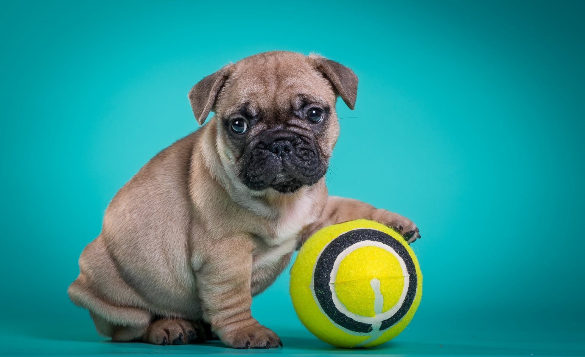 bulldog francese cucciolo palla