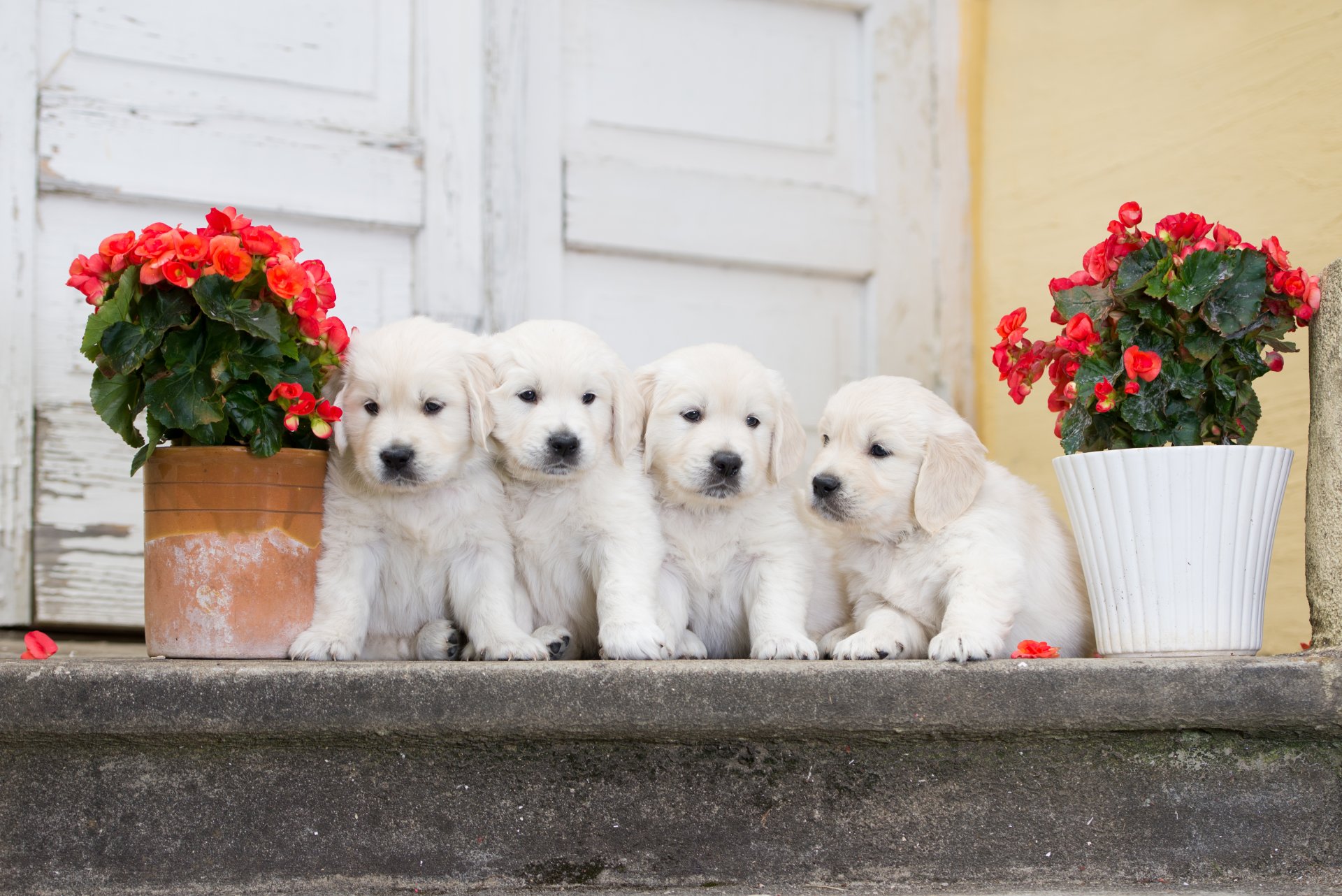 perros cachorros cuarteto flores begonia