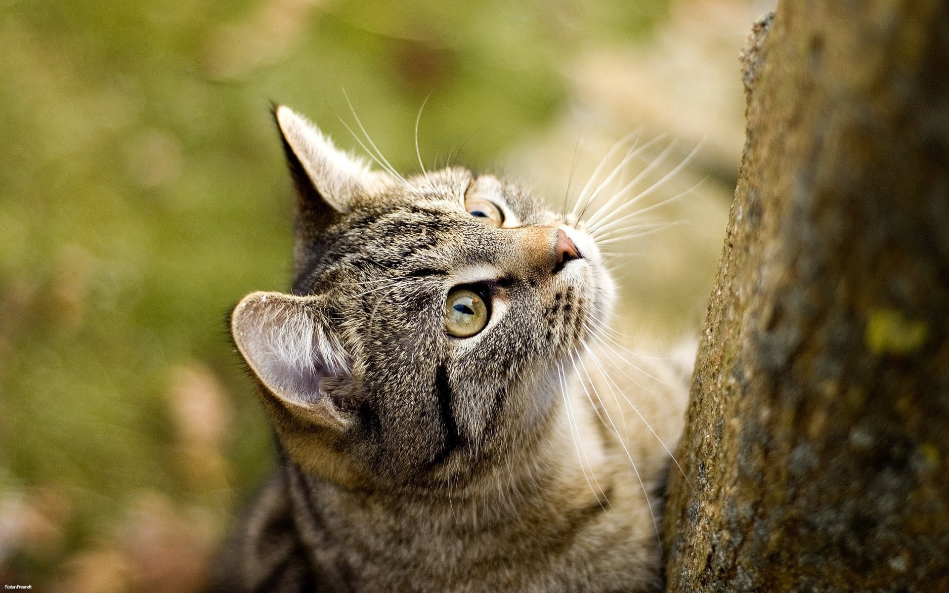 koshaki gatto gatto carta da parati