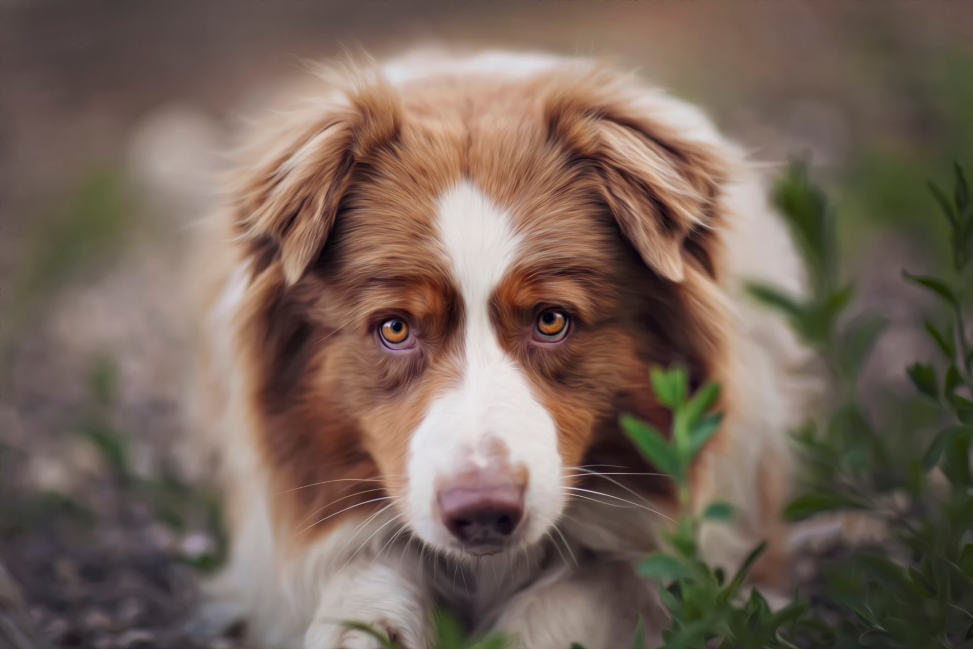 chien rousse filtre traitement dina telhami