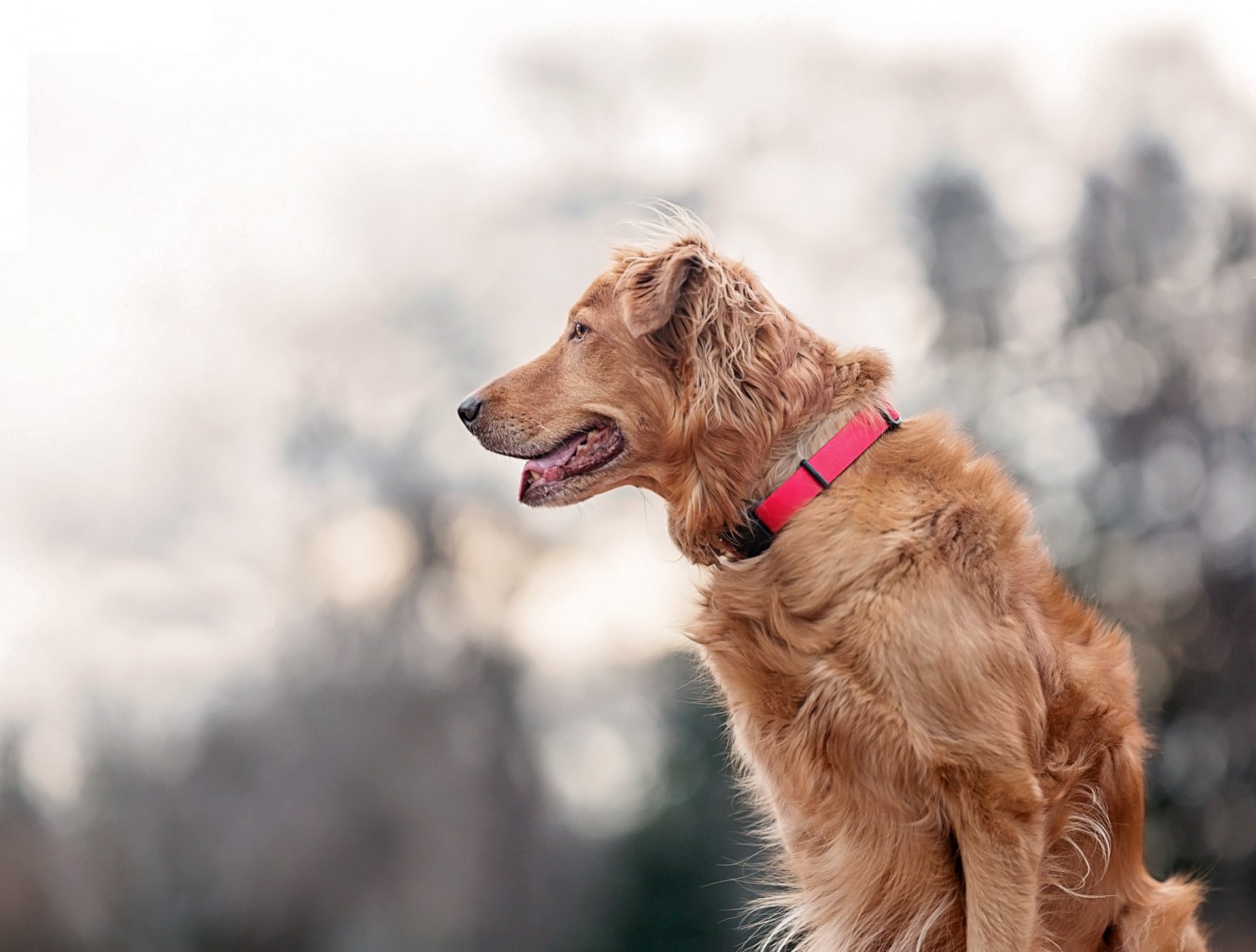 chien regard ami