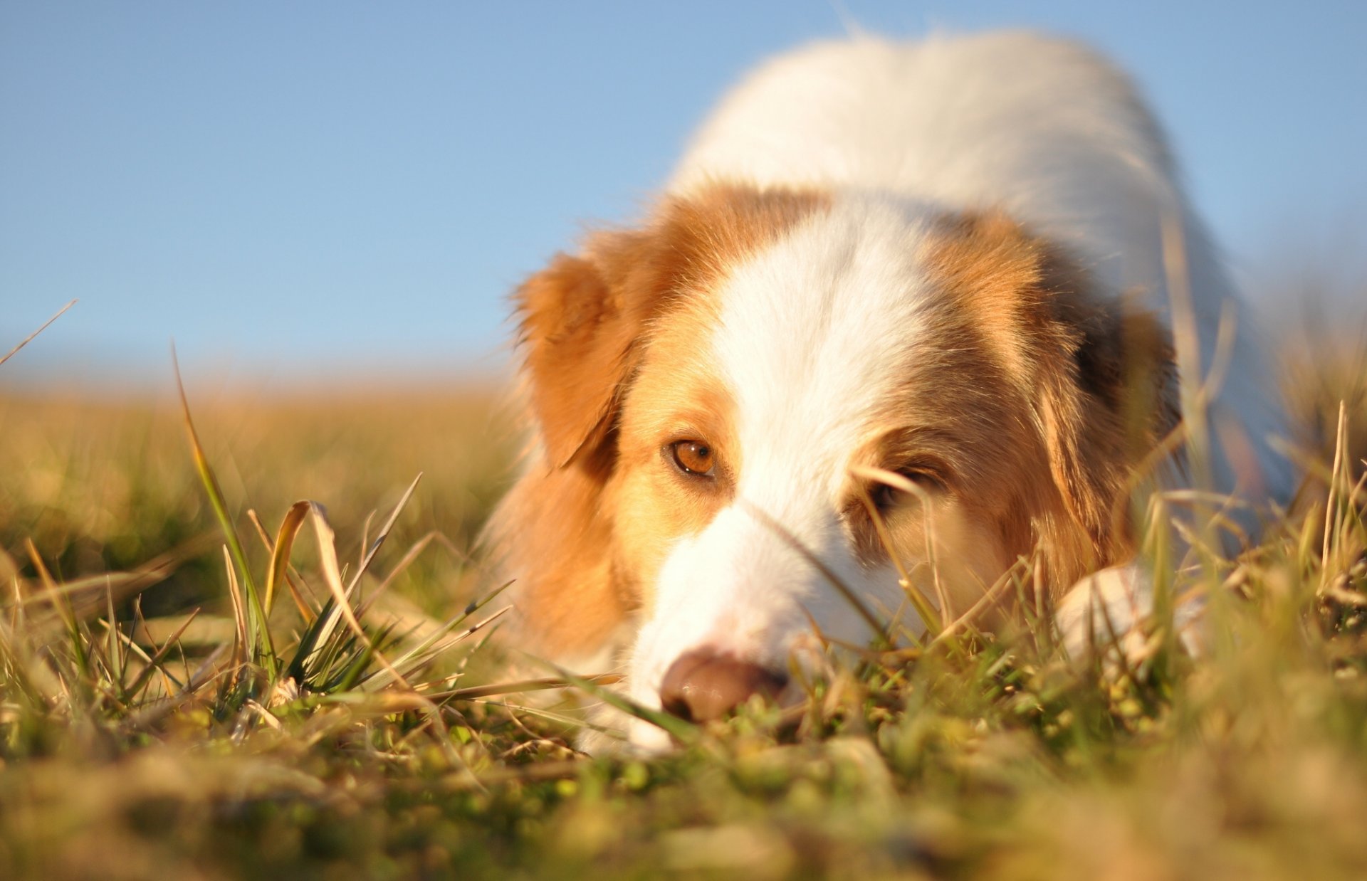 australian shepherd dog face