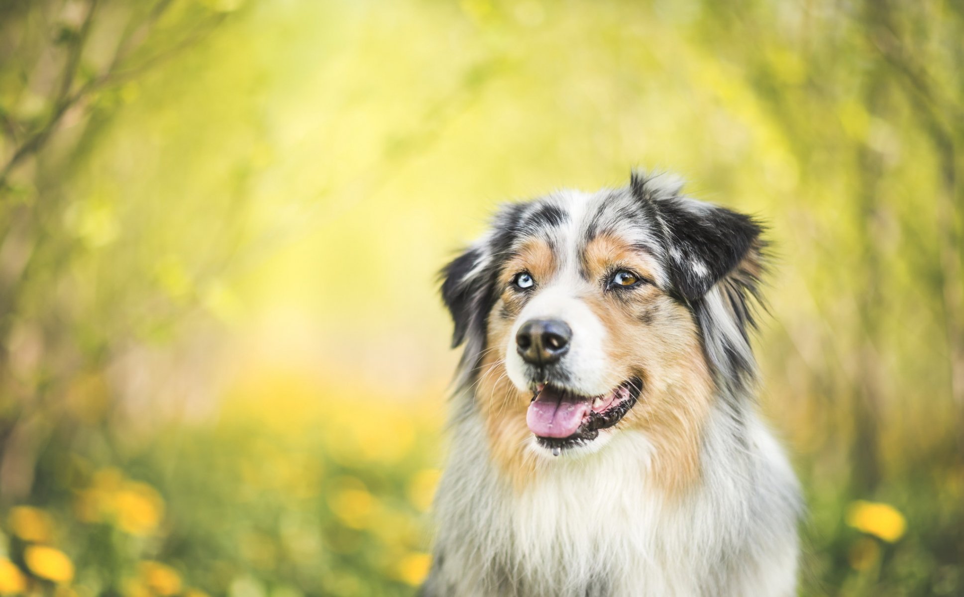 hund blick freund