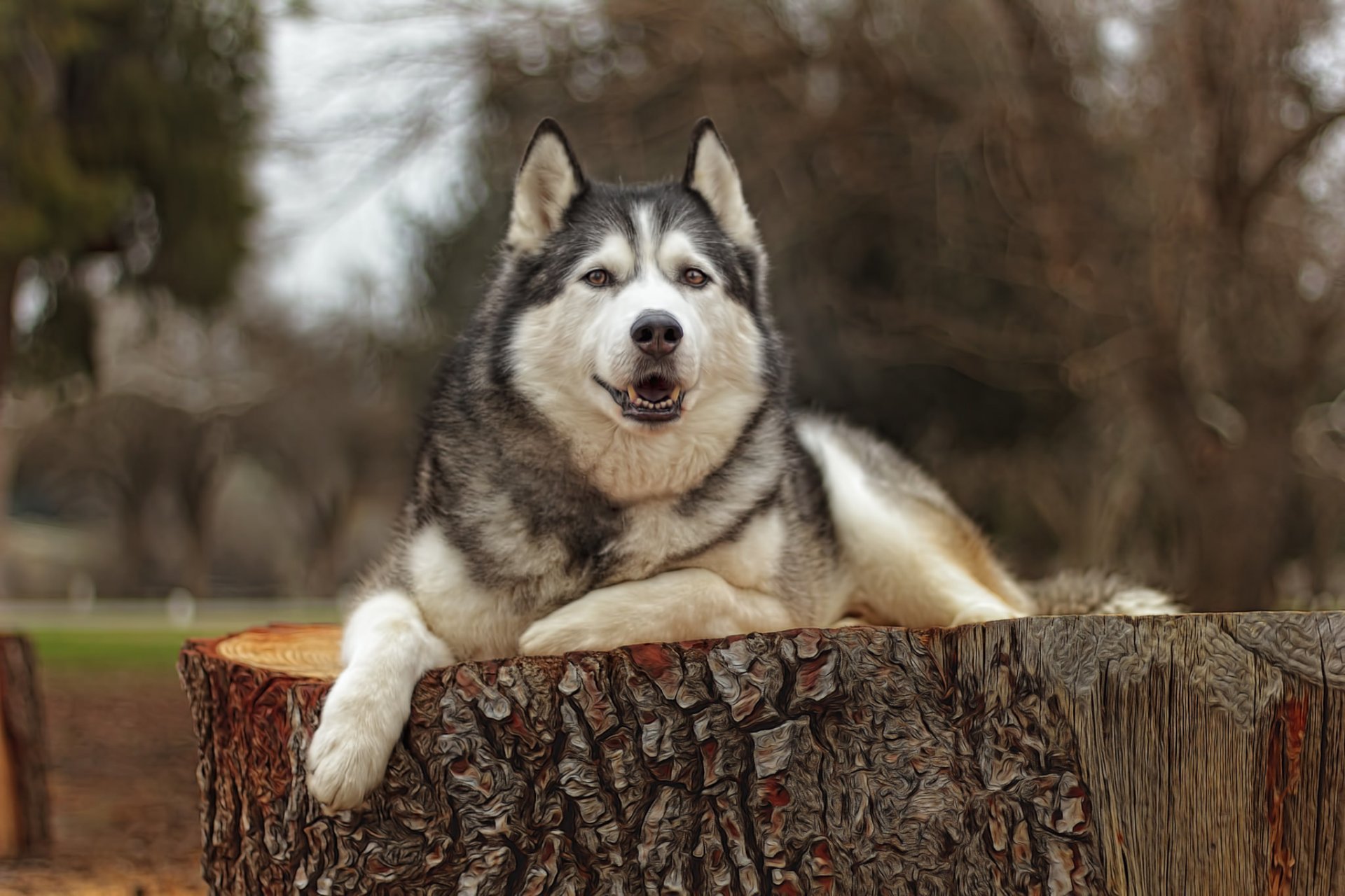 perro mirada amigo