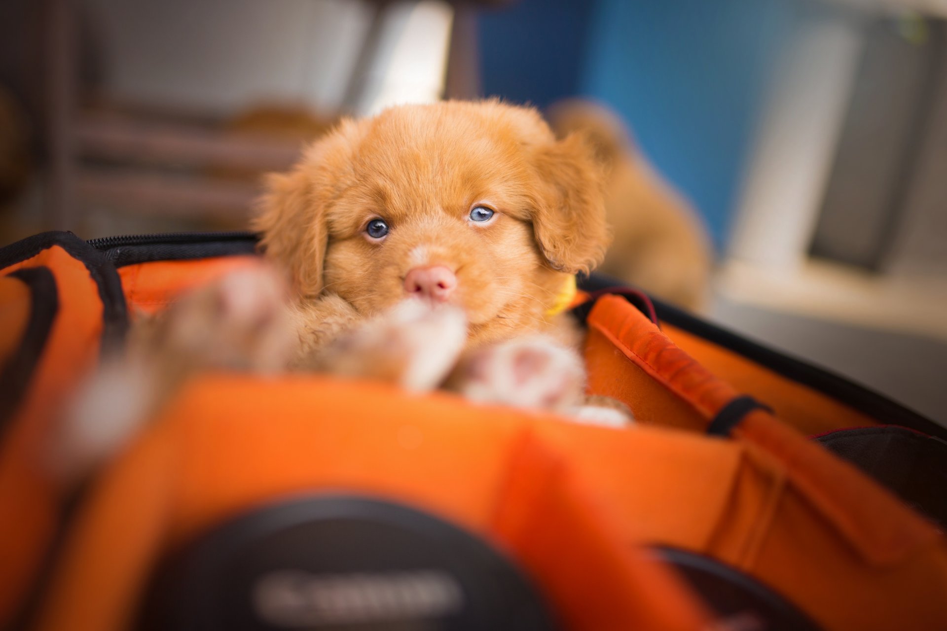 retriever de nueva escocia perro cachorro mirada estuche