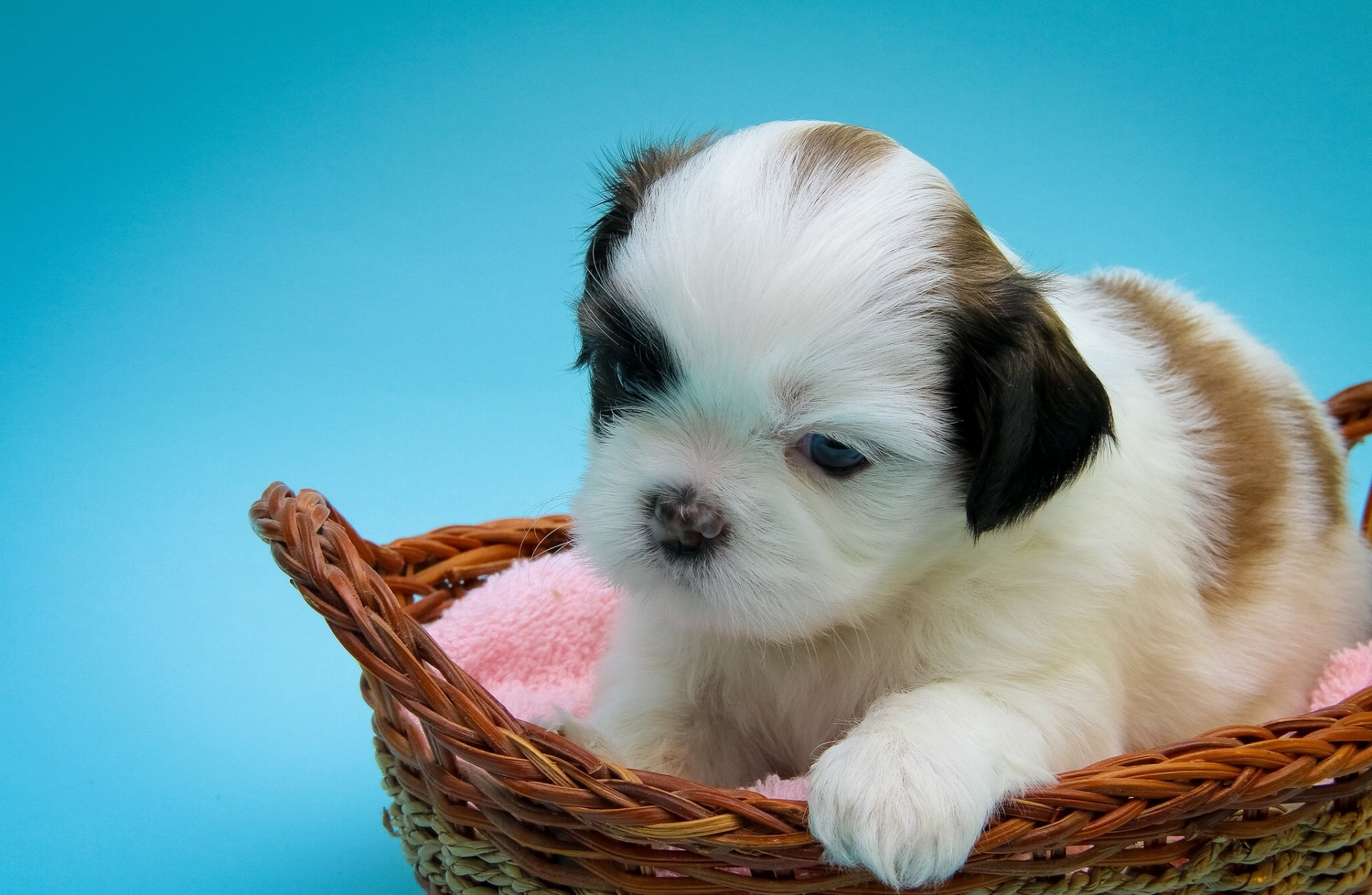 shih tzu perro cachorro niño cesta