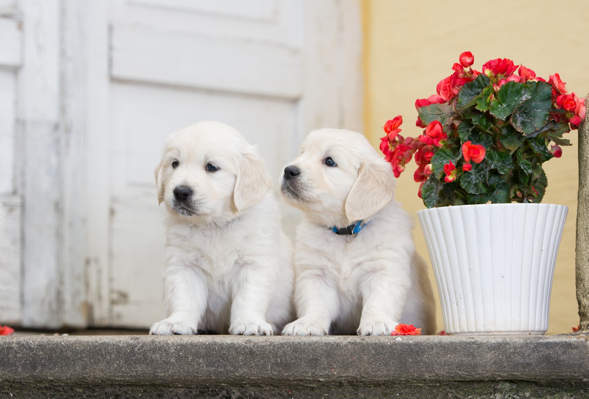 cani cuccioli gemelli coppia fiore begonia