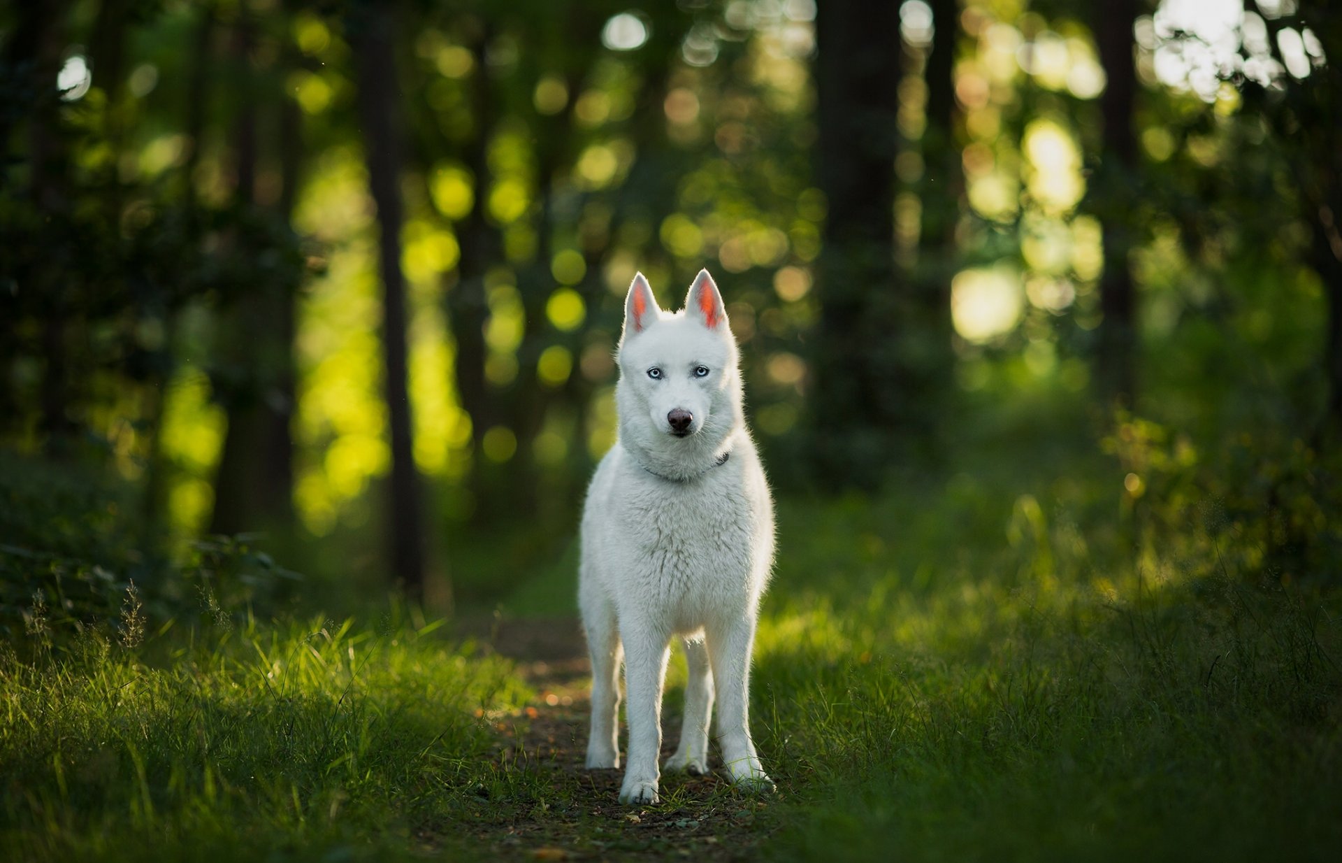 hund blick wald