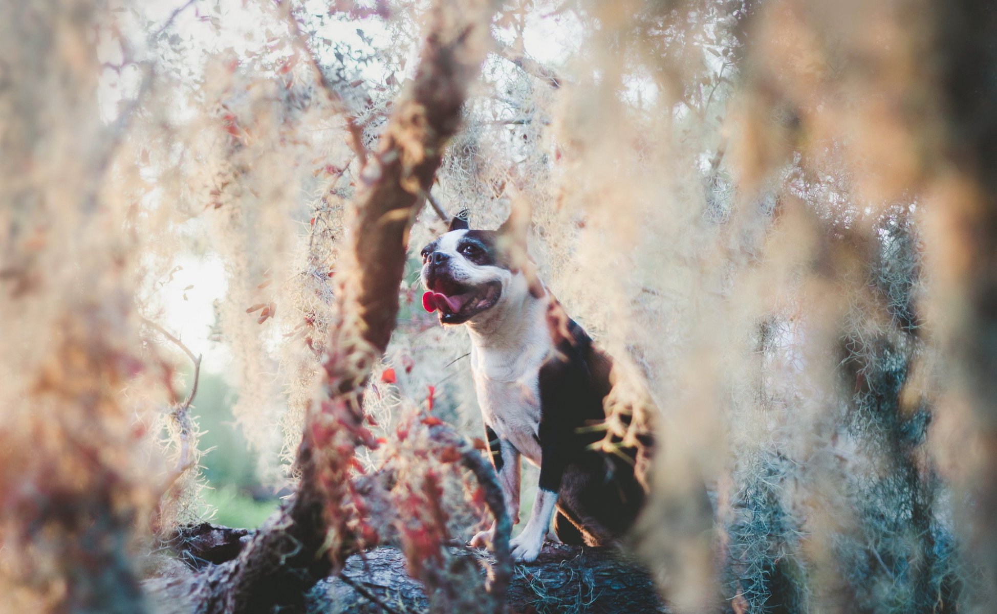 chien vue ami nature