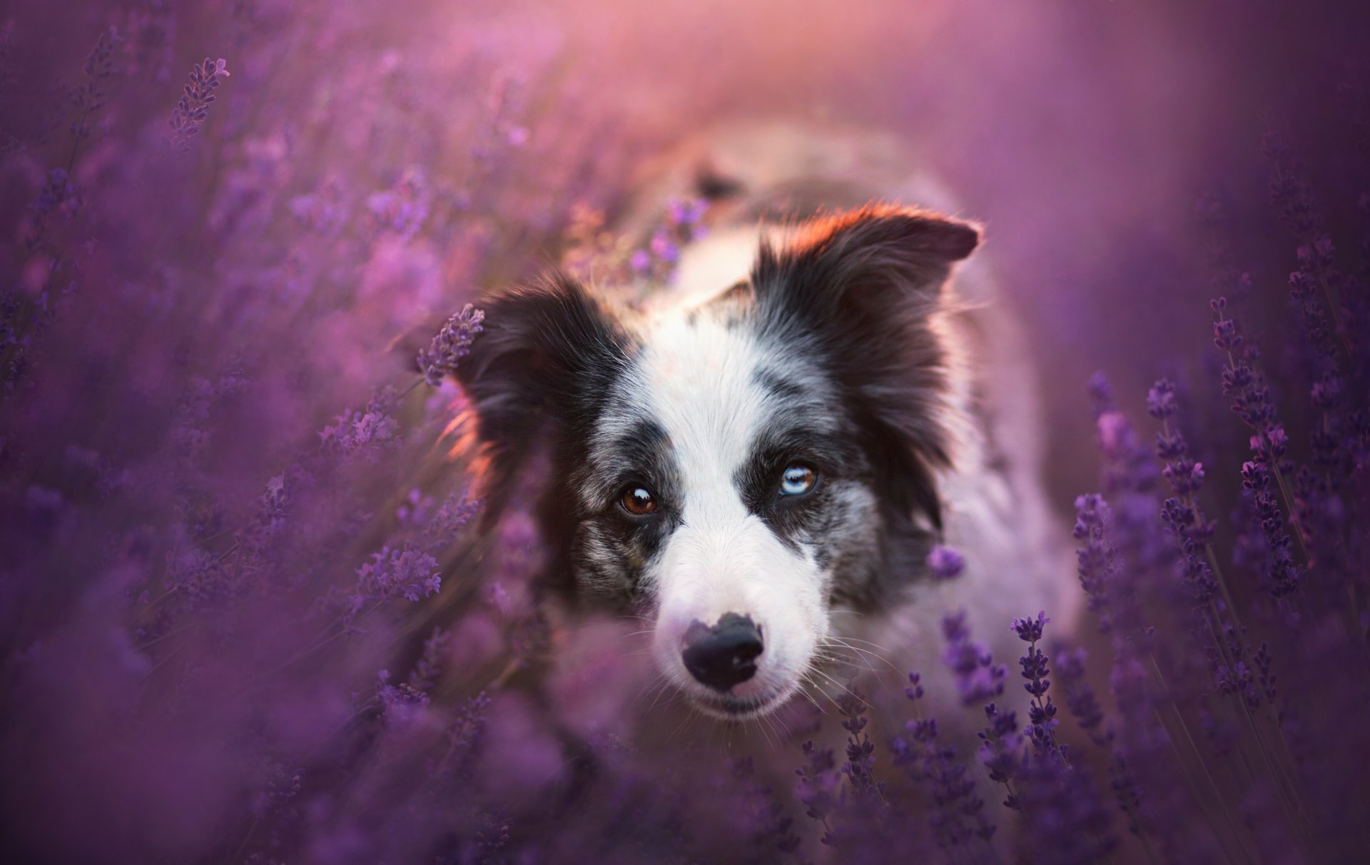 border collie dog face view lavender flower