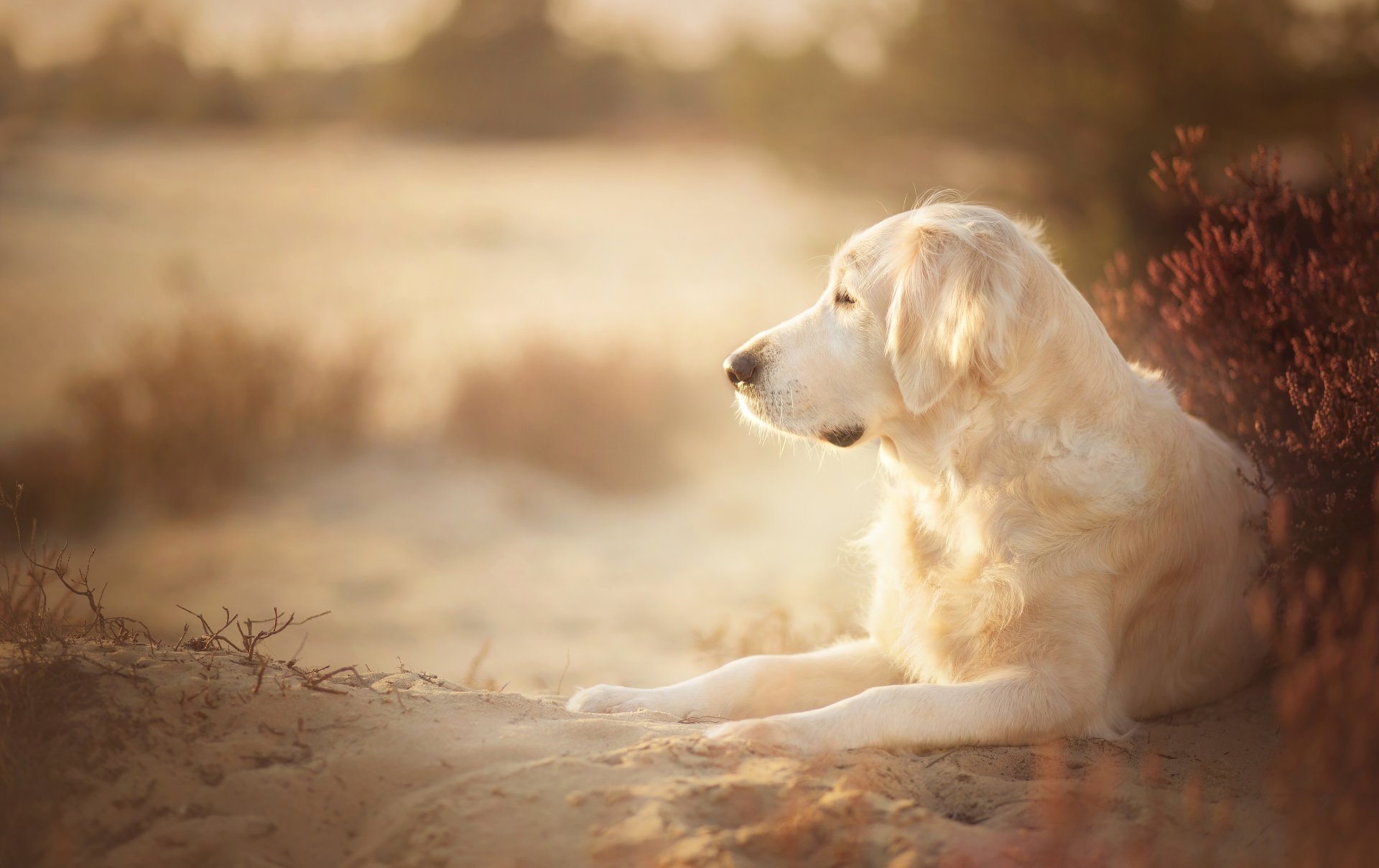 golden retriever golden retriever dog sand