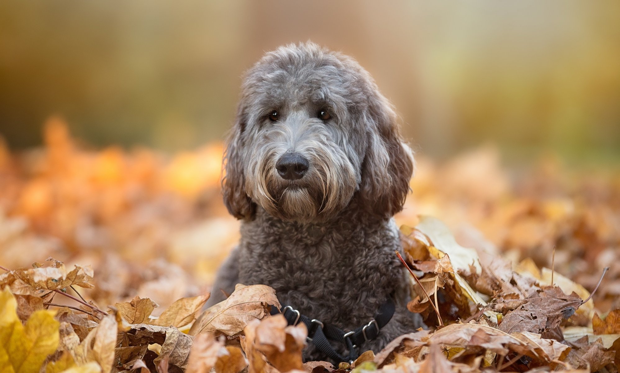 cane sguardo amico autunno