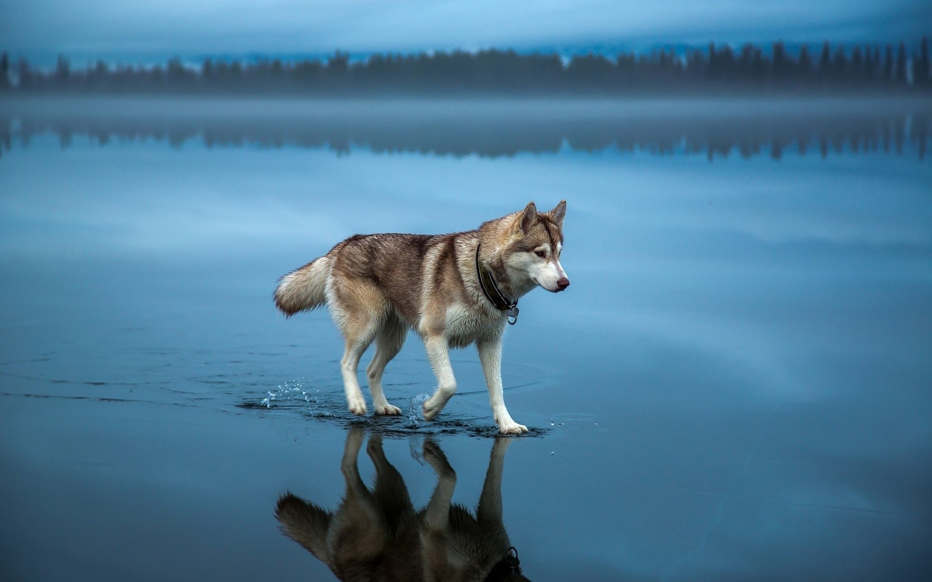 dog husky water nature