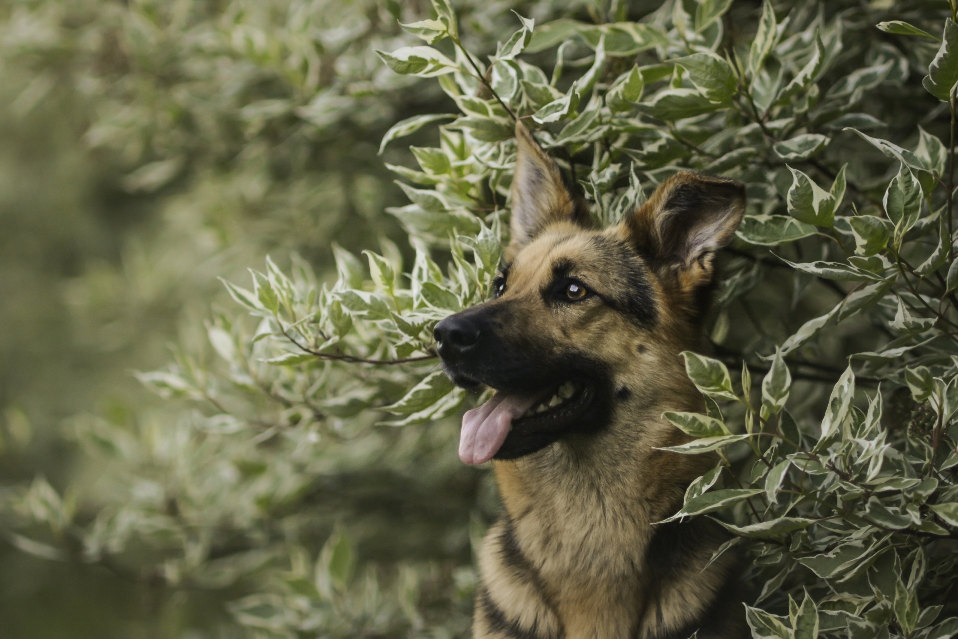 berger allemand berger chien museau portrait branches