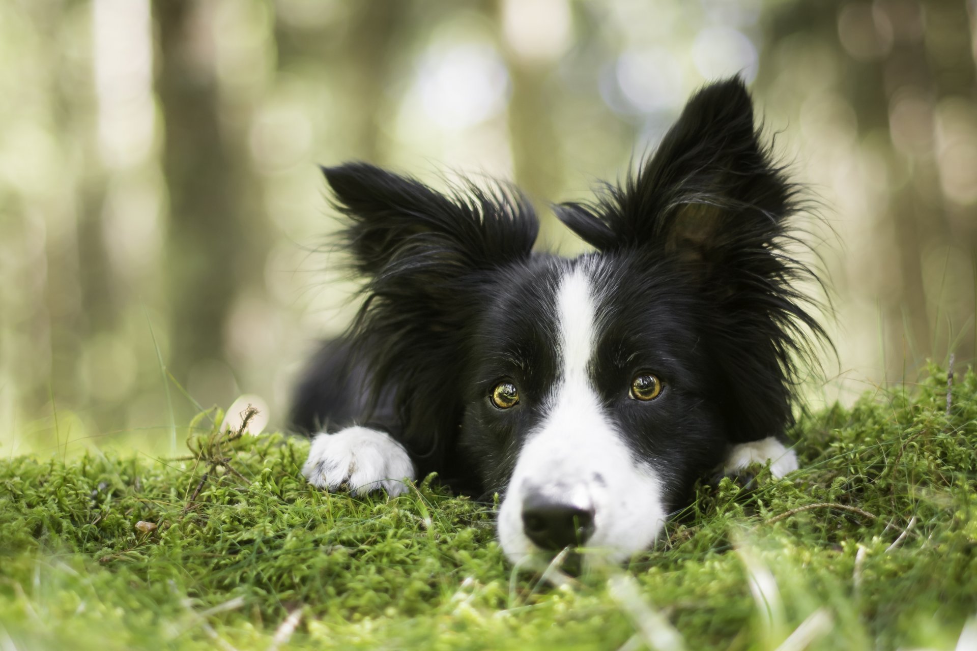 border collie cane muso sguardo muschio