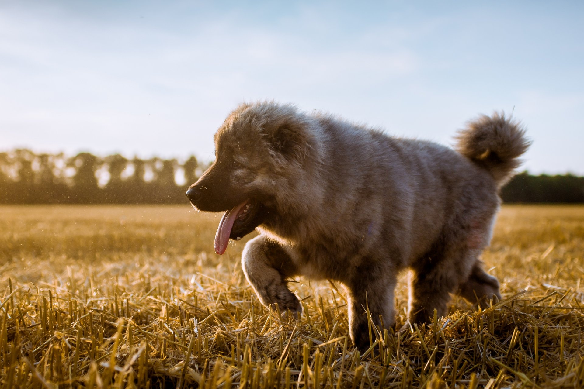 caucasian shepherd dog puppy english the field stubble