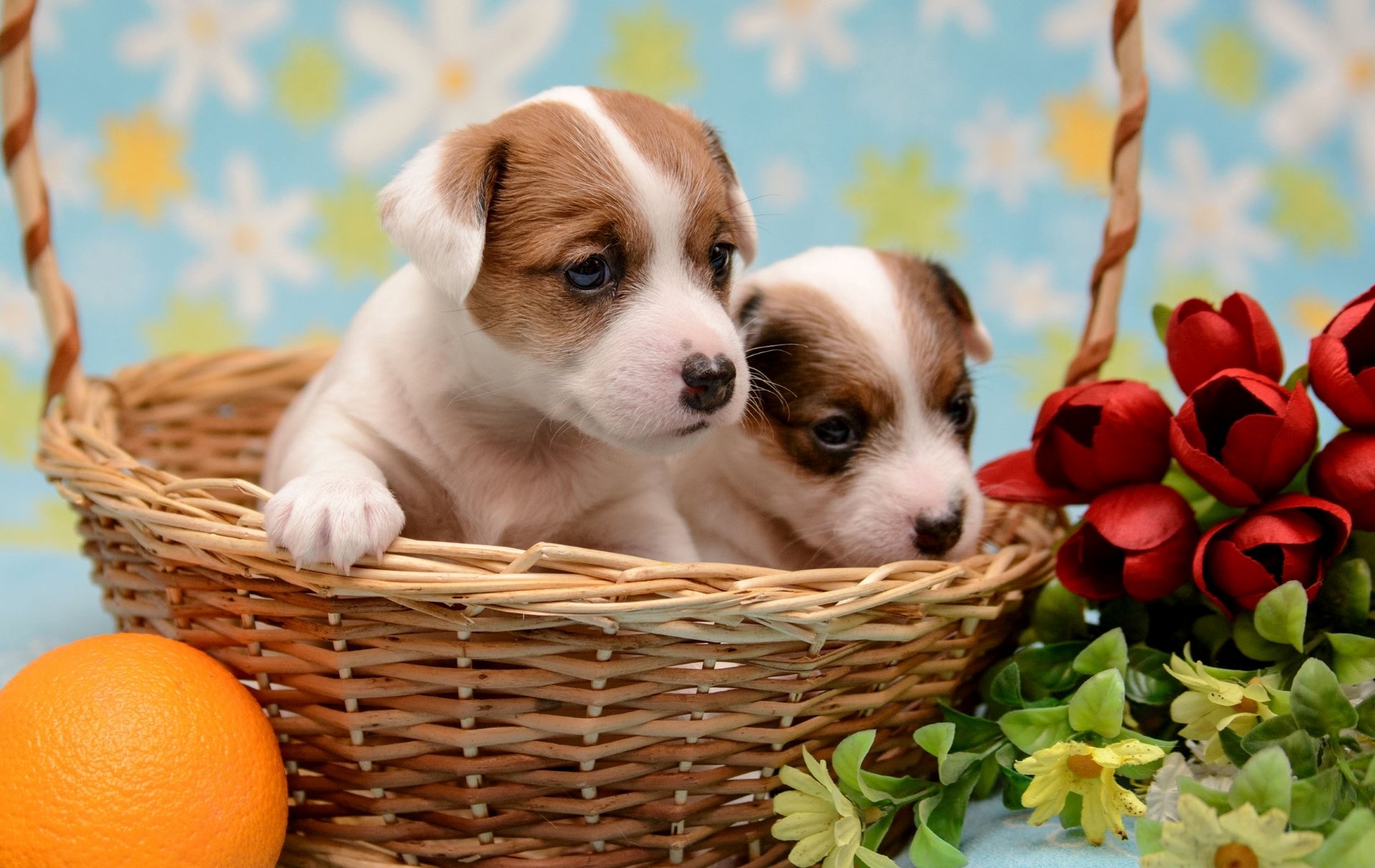 cachorros cesta naranja flores