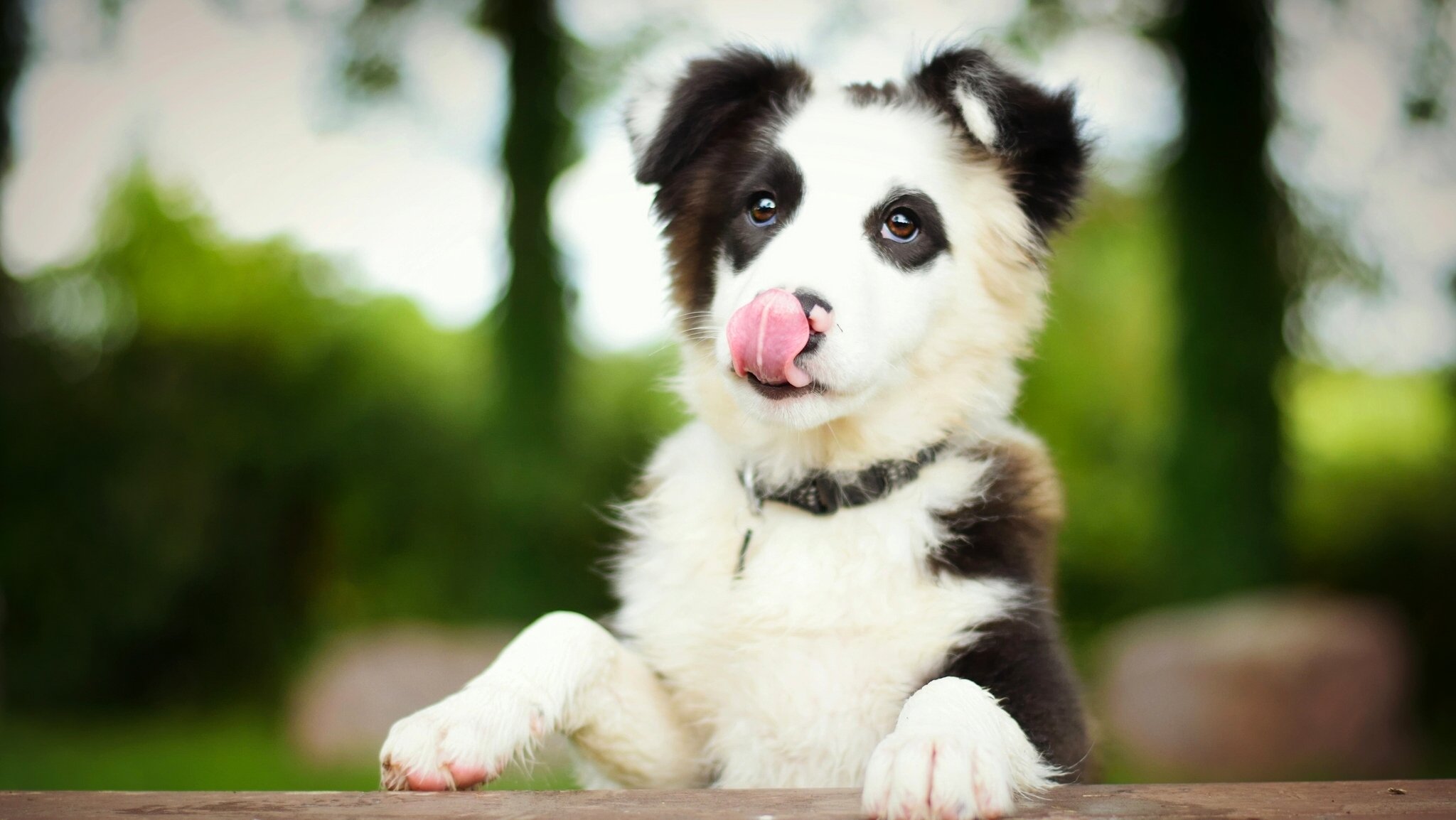 border collie pies szczeniak język